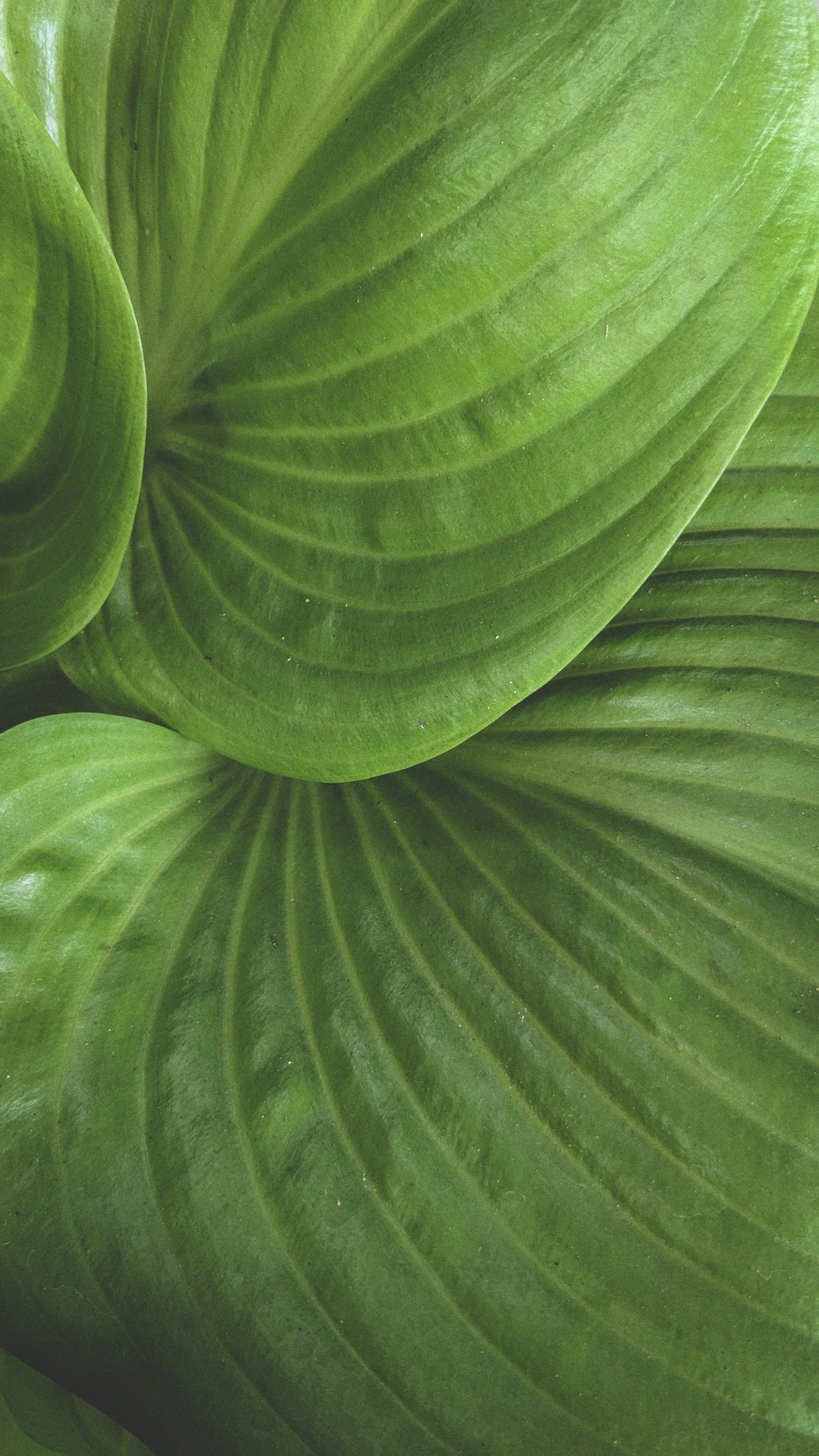 Growing Up Too Soon: Adult Children of Emotionally Immature Parents