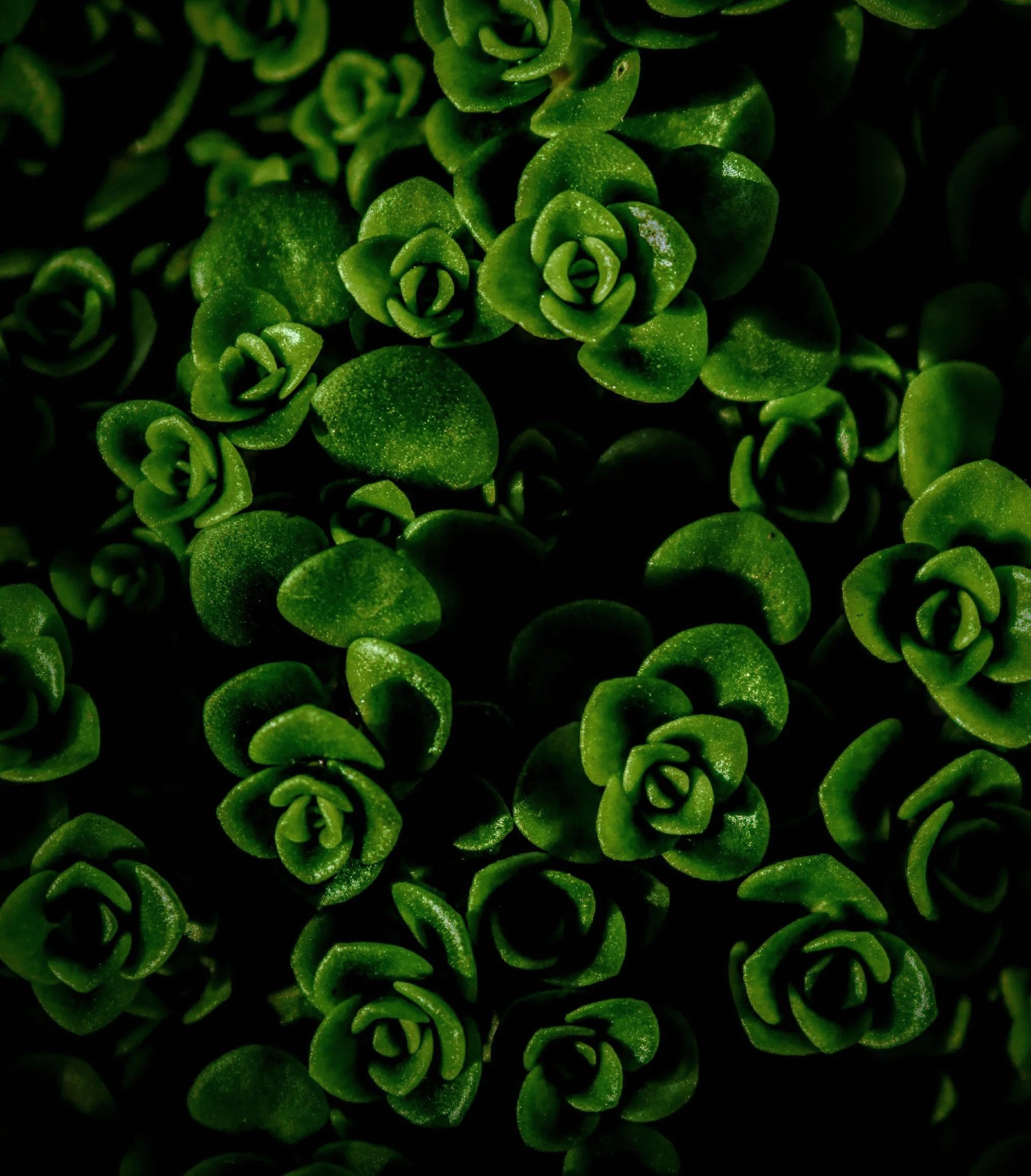 Adult Children of Narcissistic Parents: When Love Had Conditions