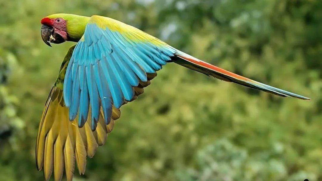 Bird.jpg