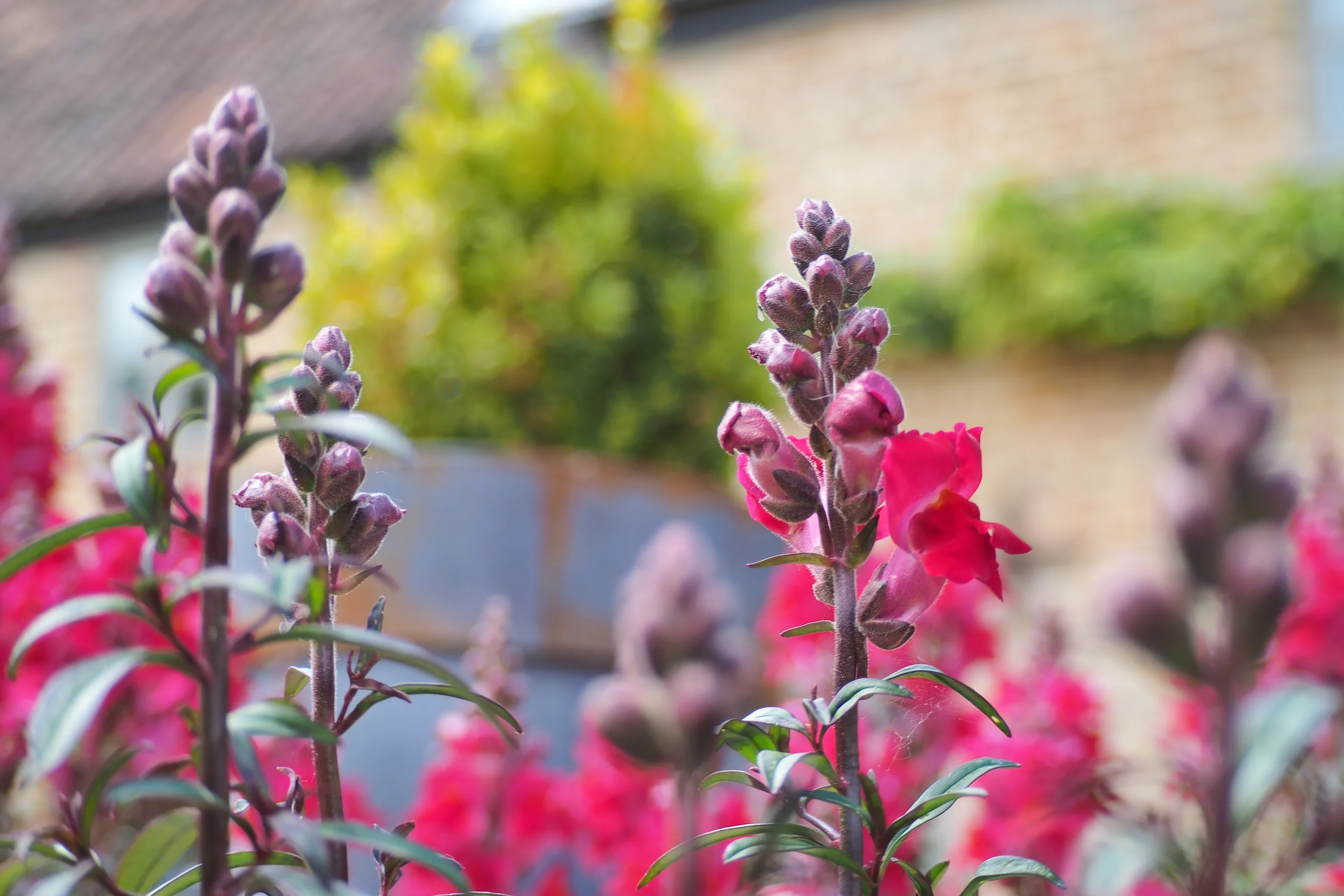 Touch for Health Metaphors and Goal Setting