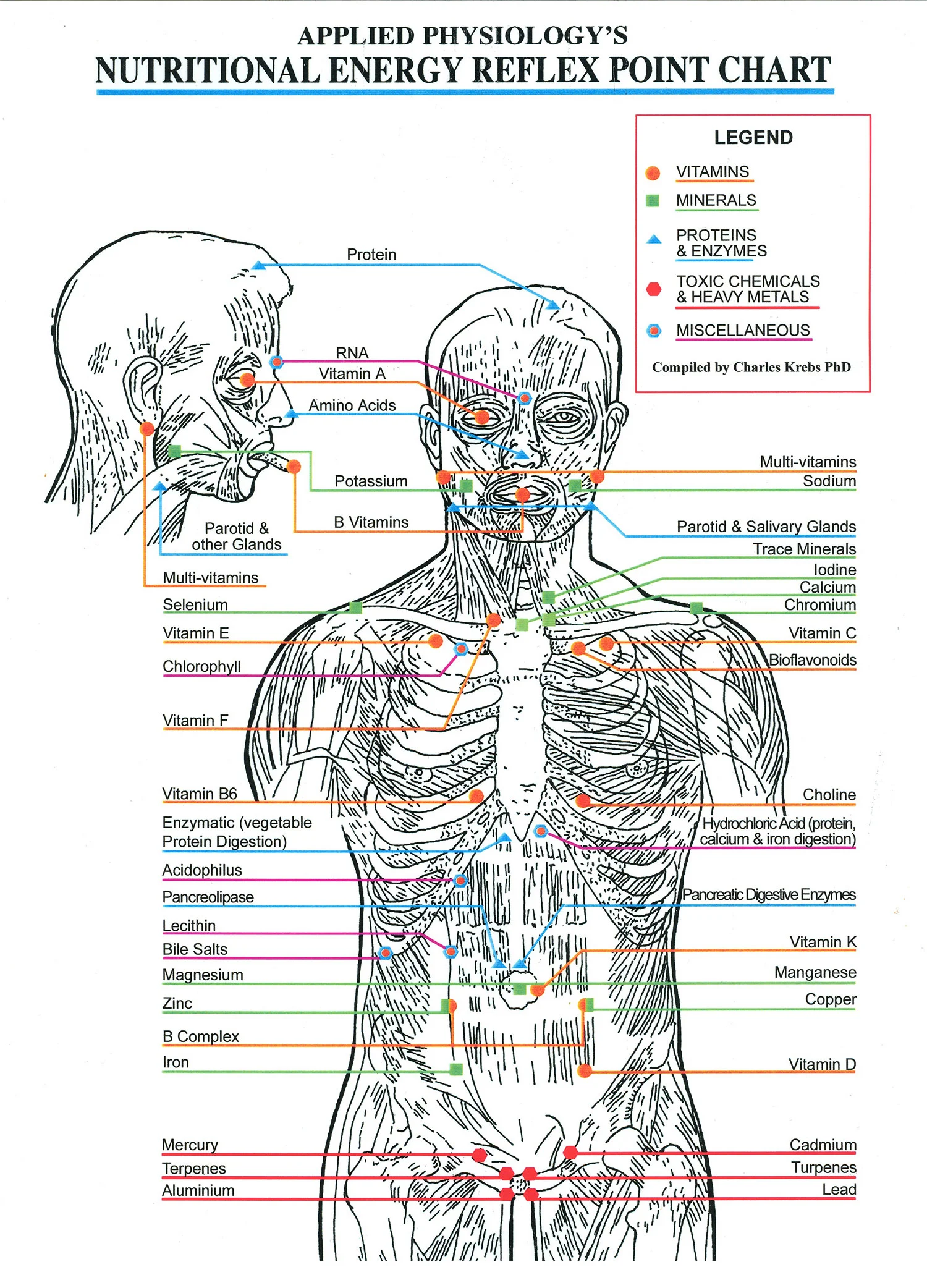 Kinesiology Nutrition Chart