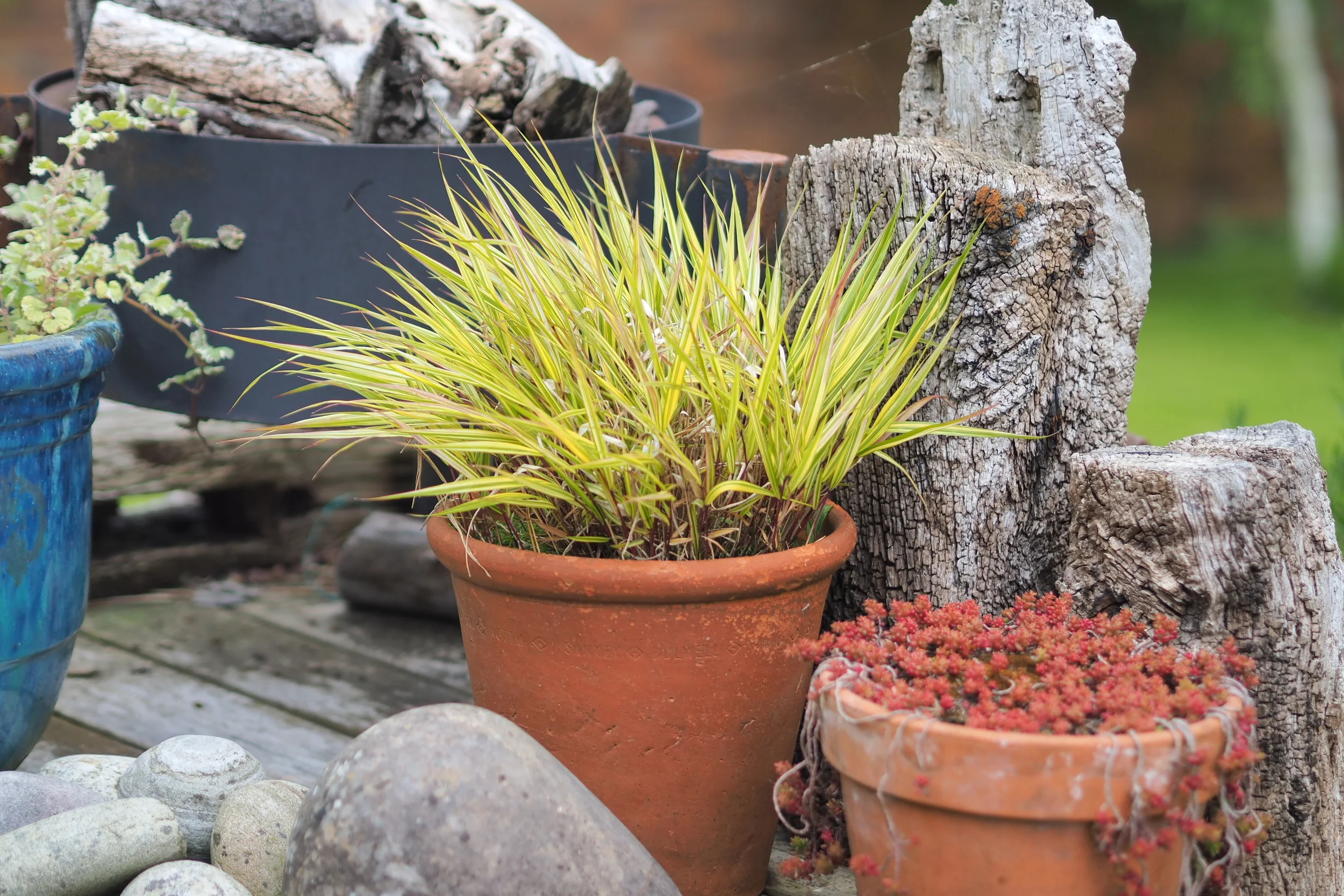 Potted plants including a yellow-green grass-like plant and a succulent with small reddish leaves, set on a wooden surface with stones and weathered wood logs nearby.