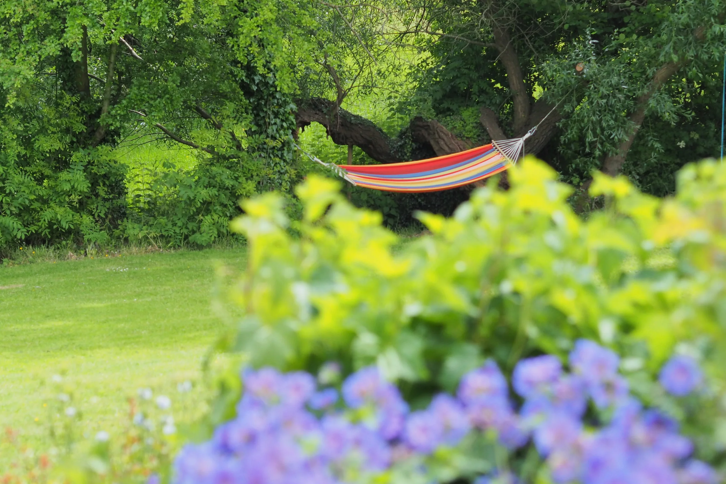 Summer garden at Becks Clinic (Copy) (Copy) (Copy)