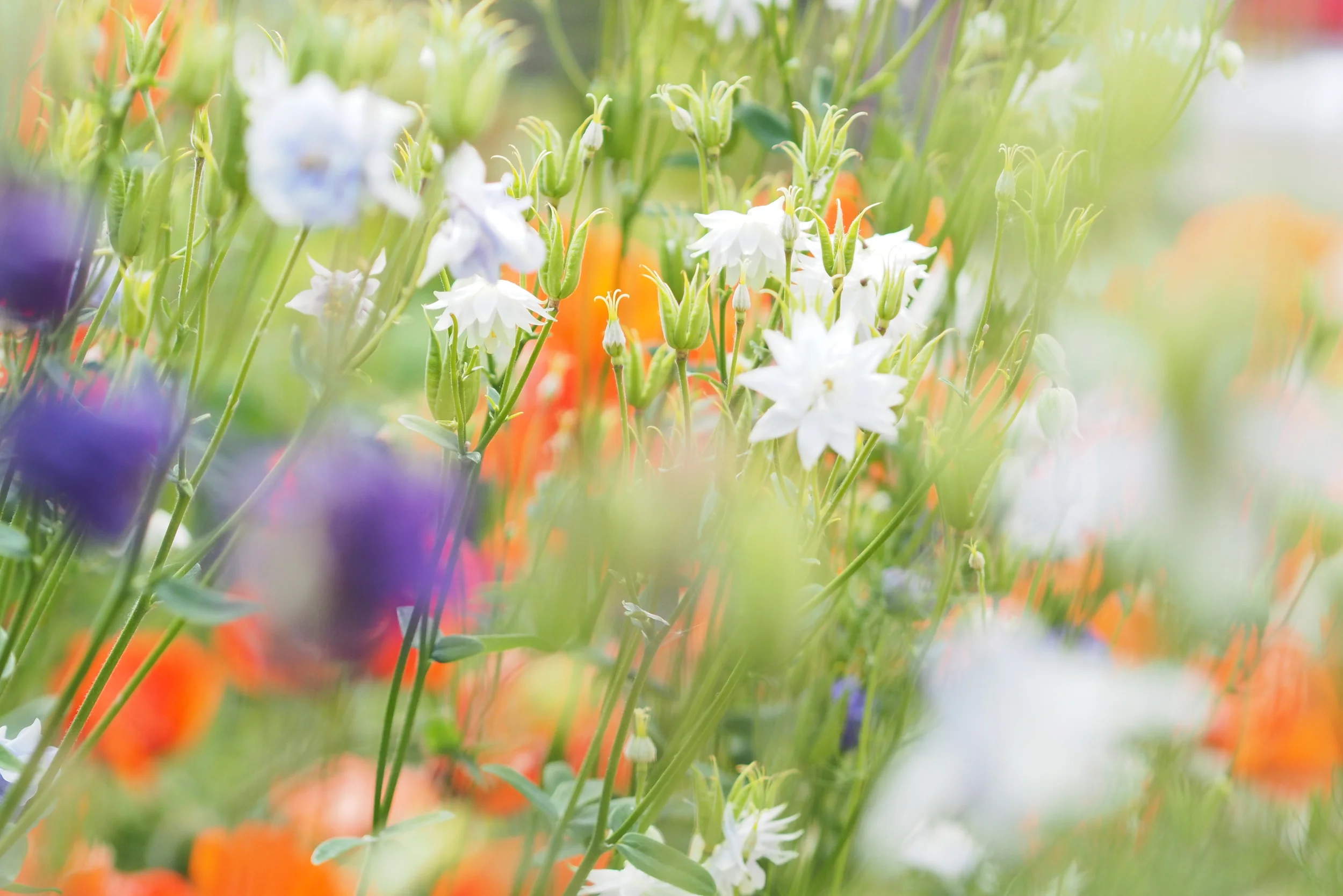 Meadow at Becks Clinic (Copy) (Copy) (Copy)