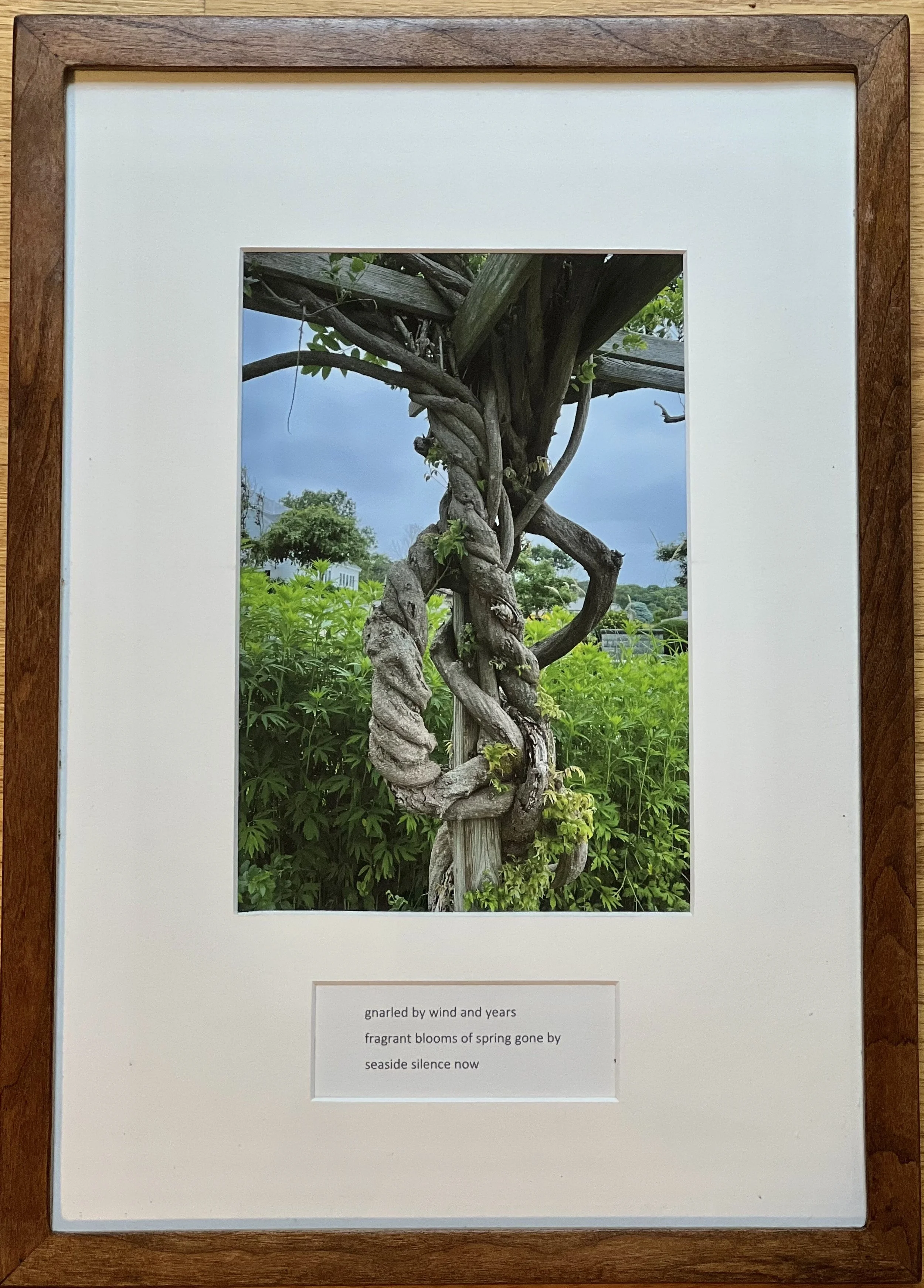 gnarled by wind and years.jpg