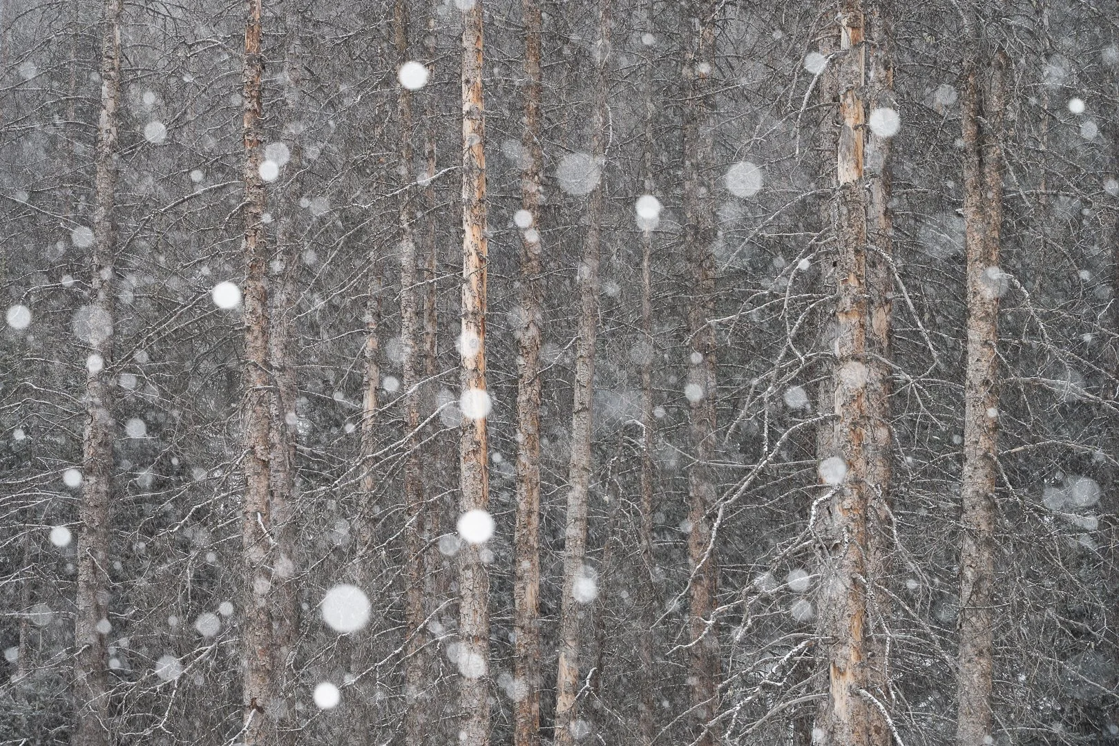 Snow falling among tall, thin pine trees in a forest during winter.