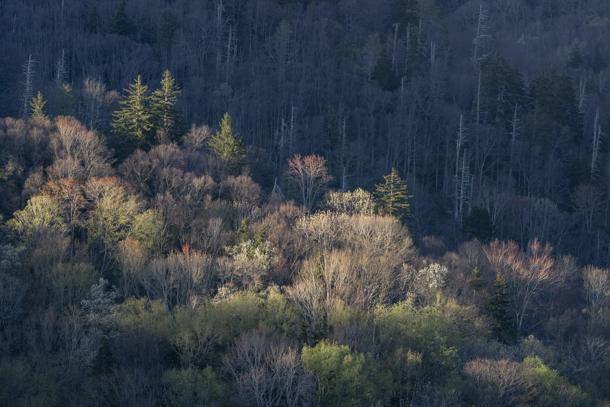A forested hillside with leafless trees and a few evergreen trees, with some trees showing early signs of spring foliage.