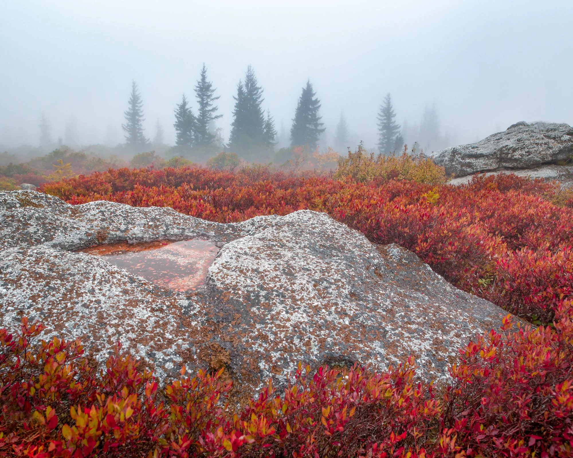 Misty mountain landscape with colorful red and orange foliage, evergreen trees, and large rocks, one with a small pool of water on top.