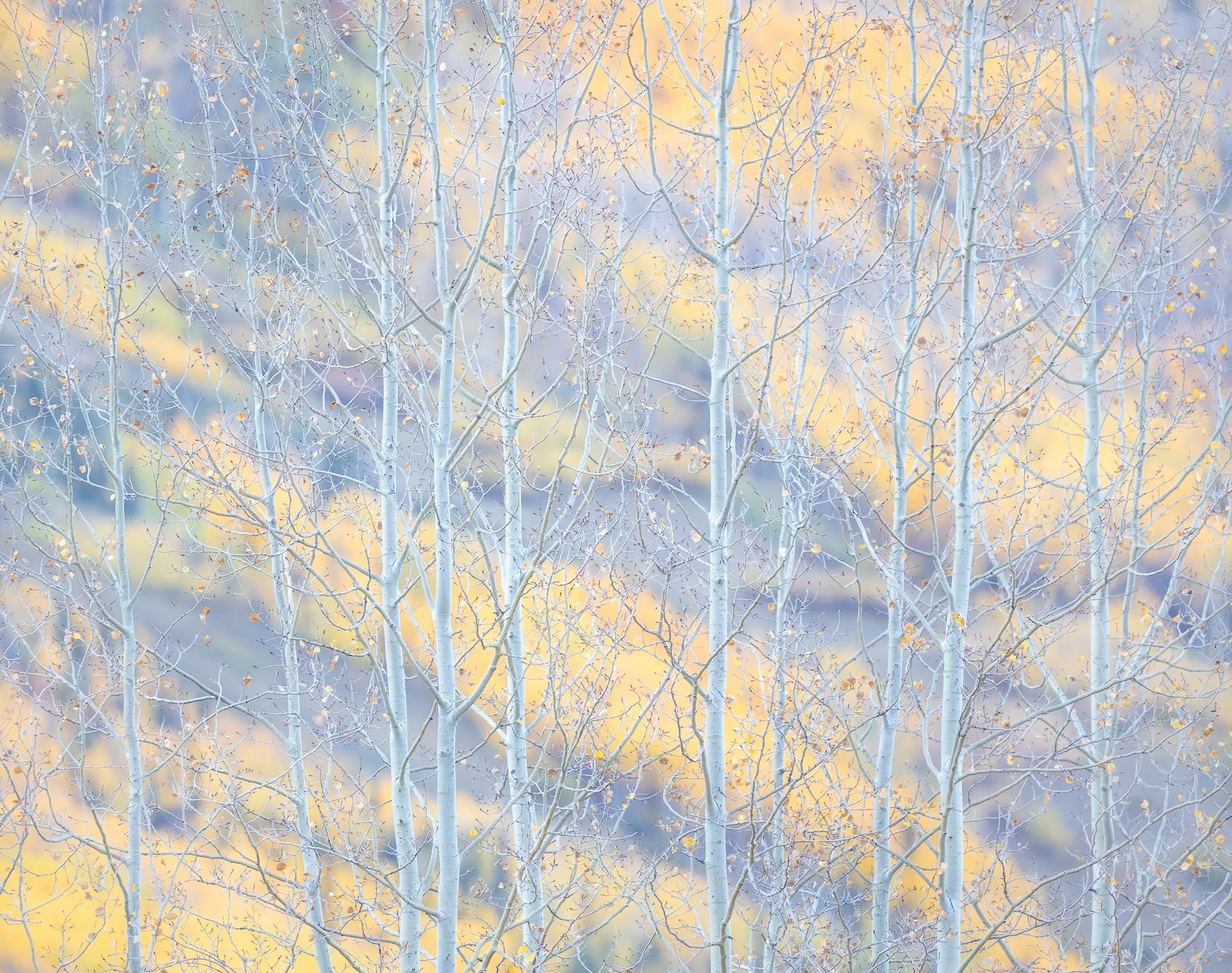 Bare tree branches with a yellow and gray background