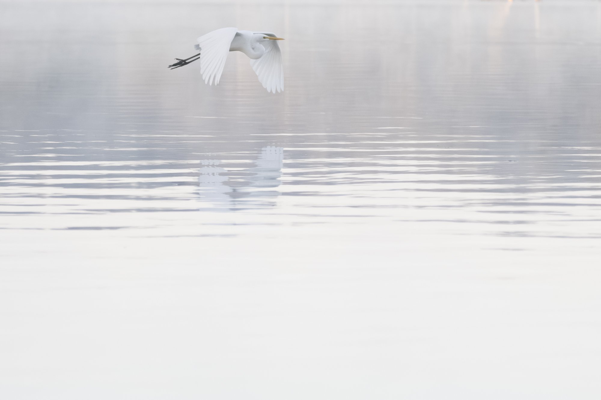 A white heron flying over a calm body of water with its reflection visible on the surface.
