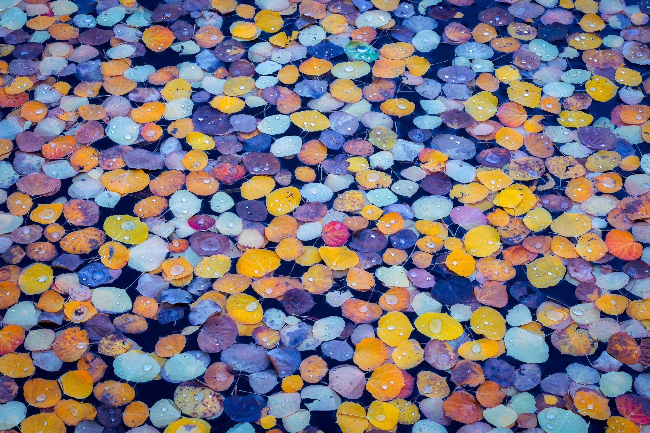 Colorful fallen leaves floating on water with water droplets on some leaves, in various shades of yellow, orange, purple, and blue.