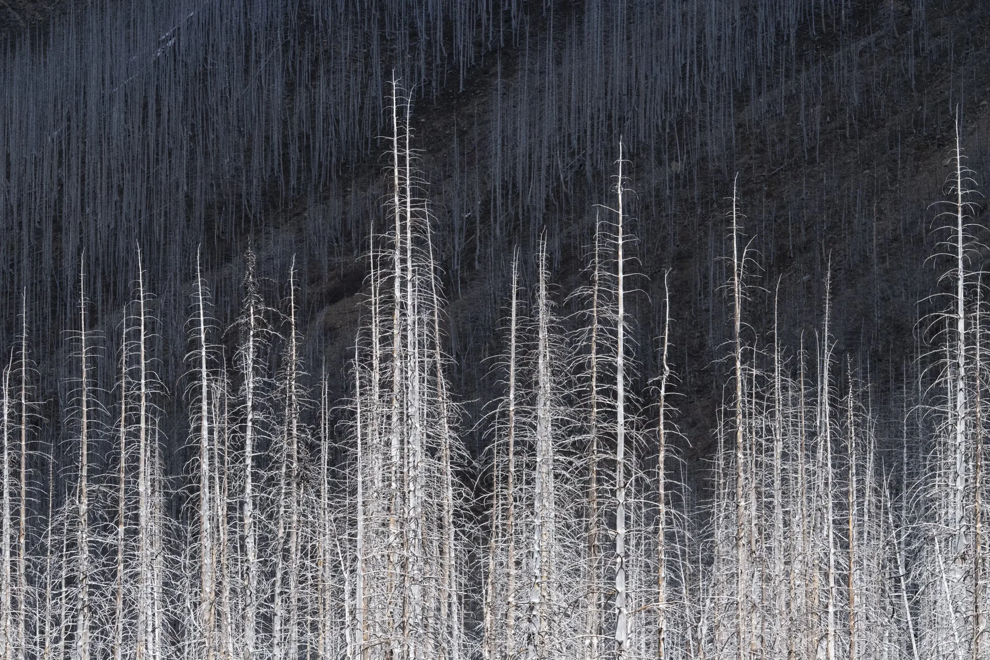 A forest of tall, leafless trees, some of which appear to be dead or burned, set against a dark hillside or mountain background.