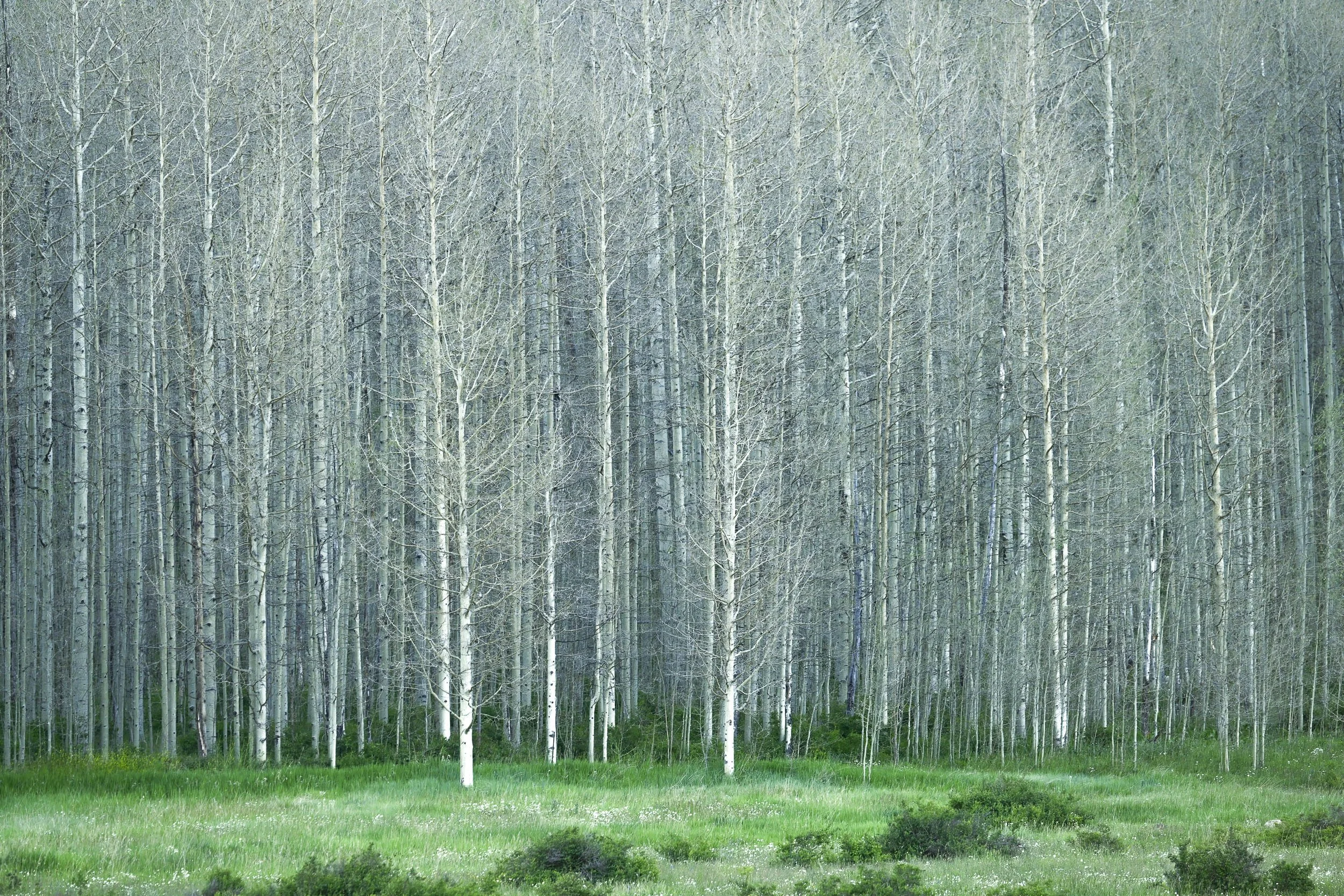 A forest scene with numerous tall, thin, leafless trees and a grassy clearing in the foreground.
