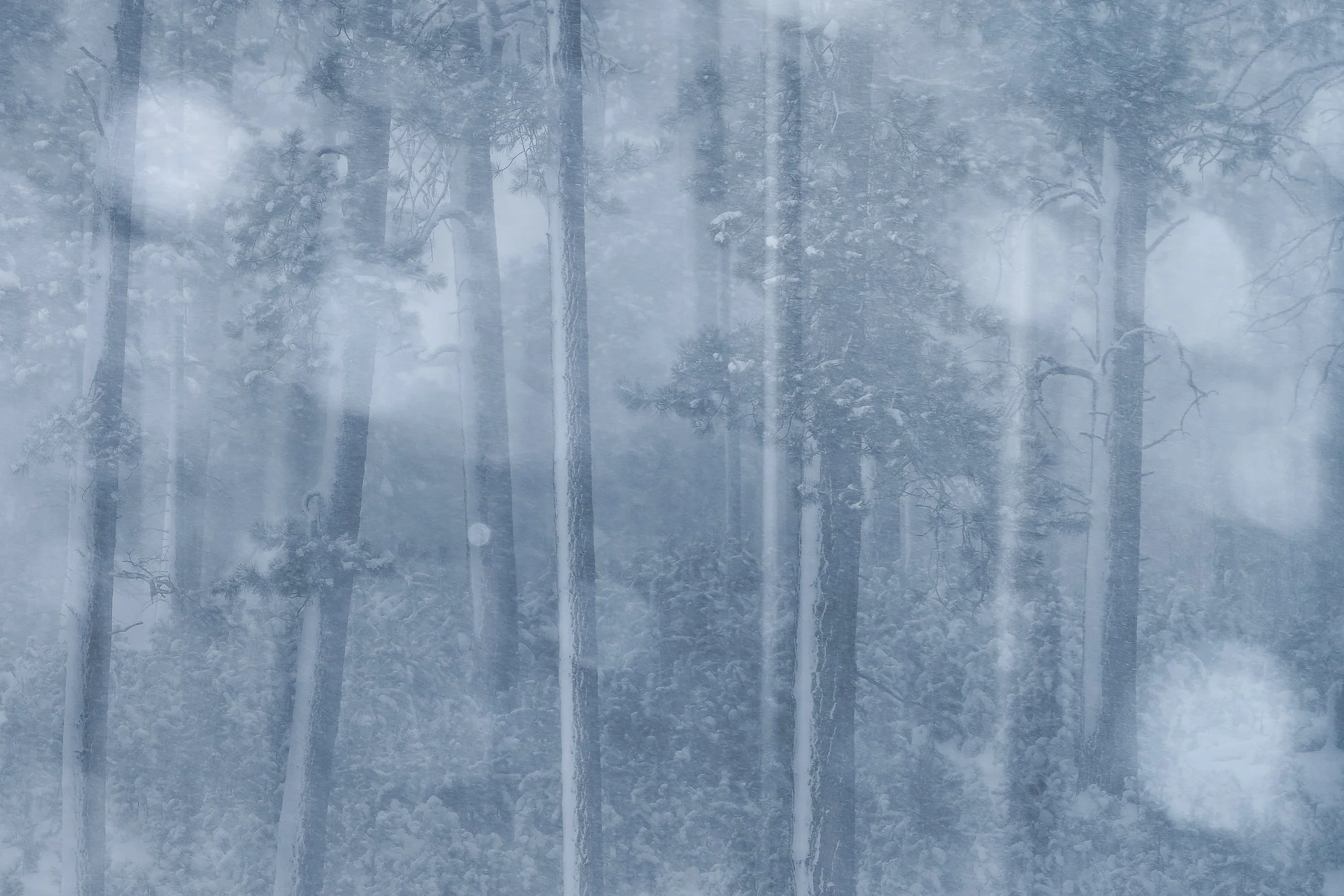 Snow-covered trees and fog in a winter forest