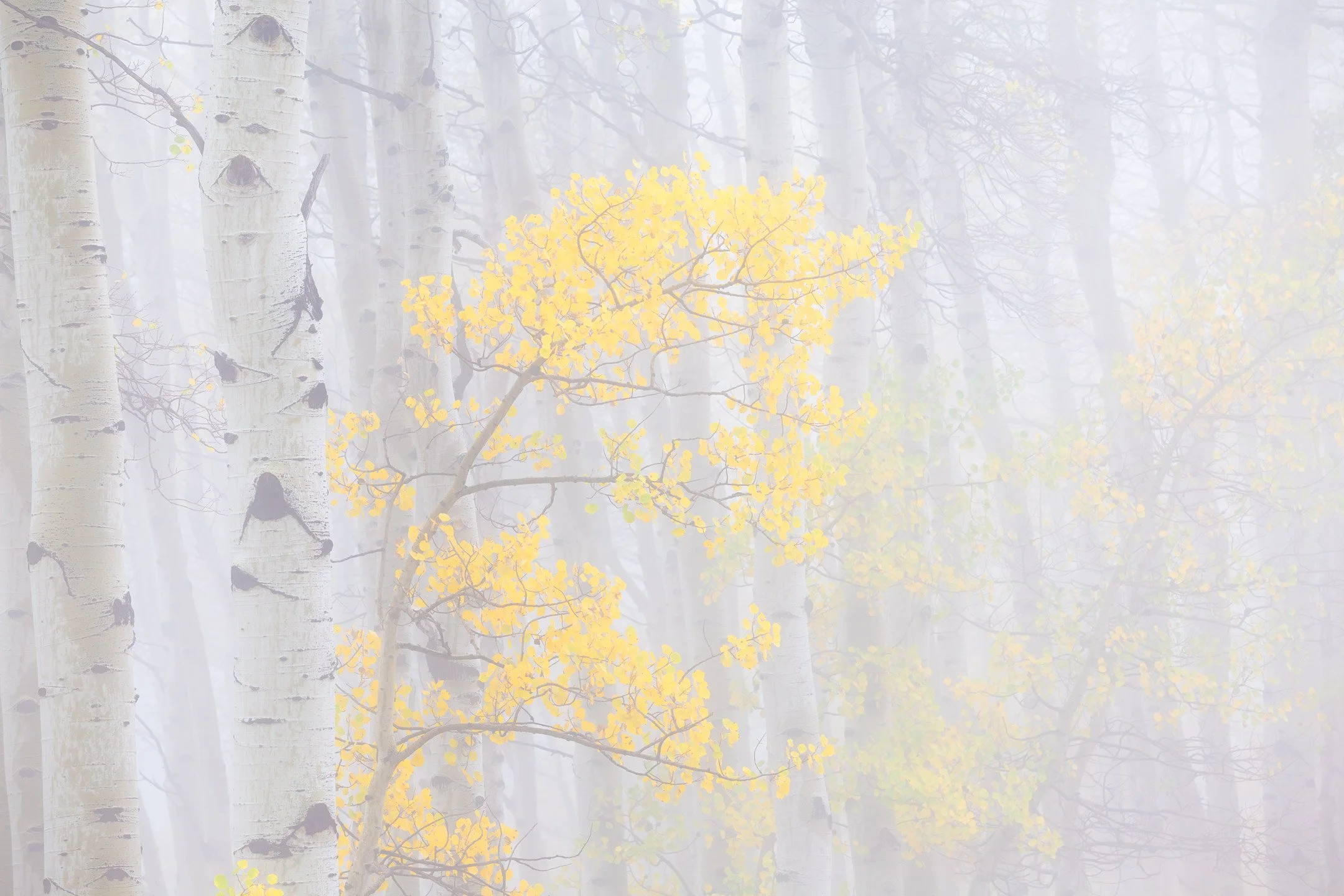 Faint, foggy forest scene with white-barked trees and a small tree with yellow leaves.