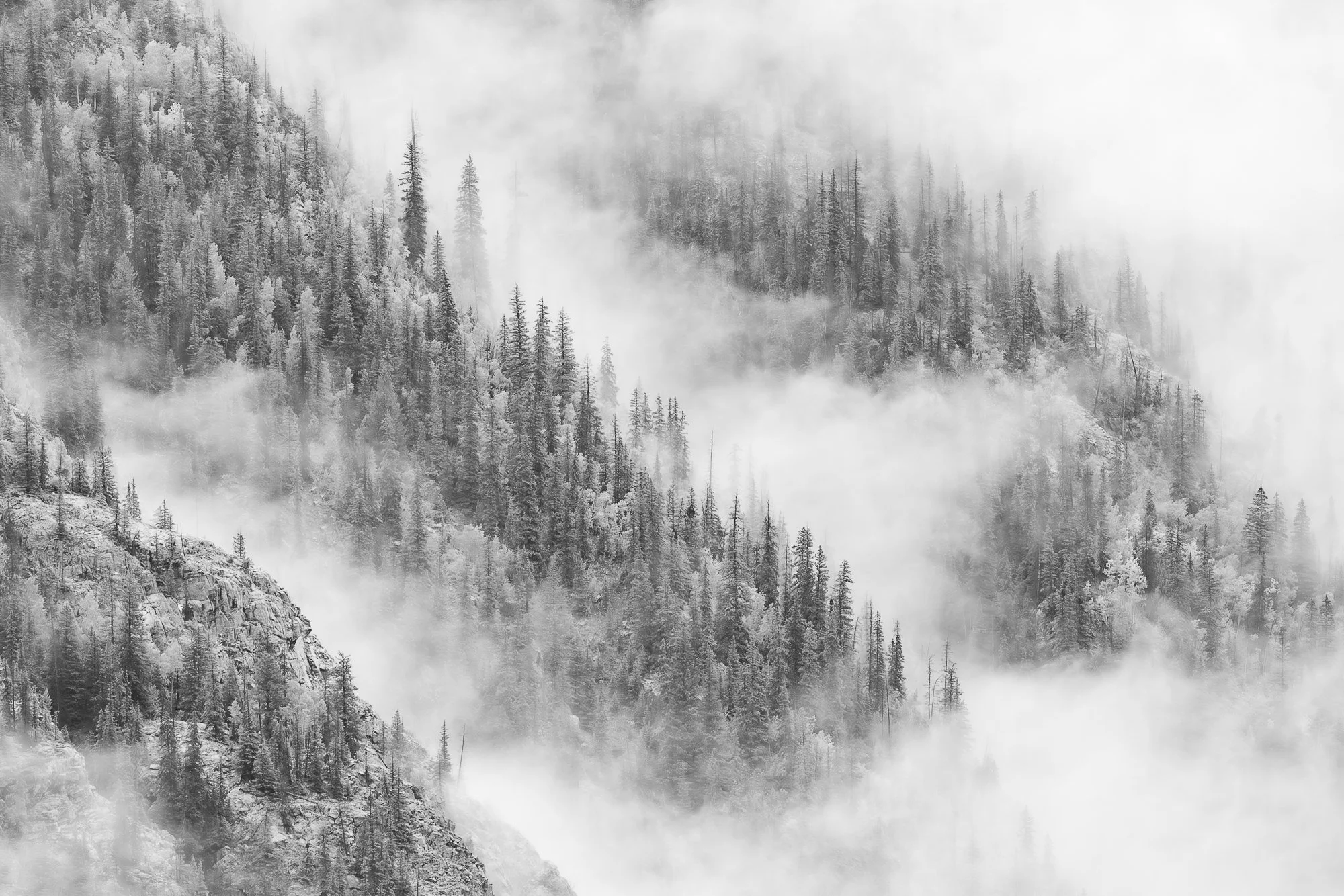 Black-and-white photo of a mountain landscape with dense pine trees and fog.