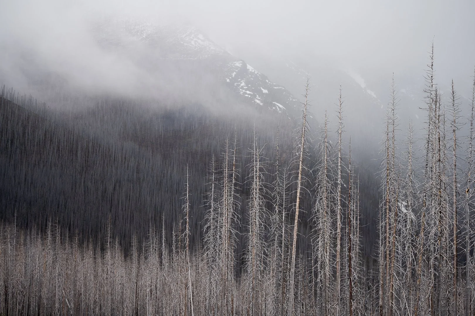 A foggy mountain landscape with a forest of snow- and frost-covered trees on a hillside.