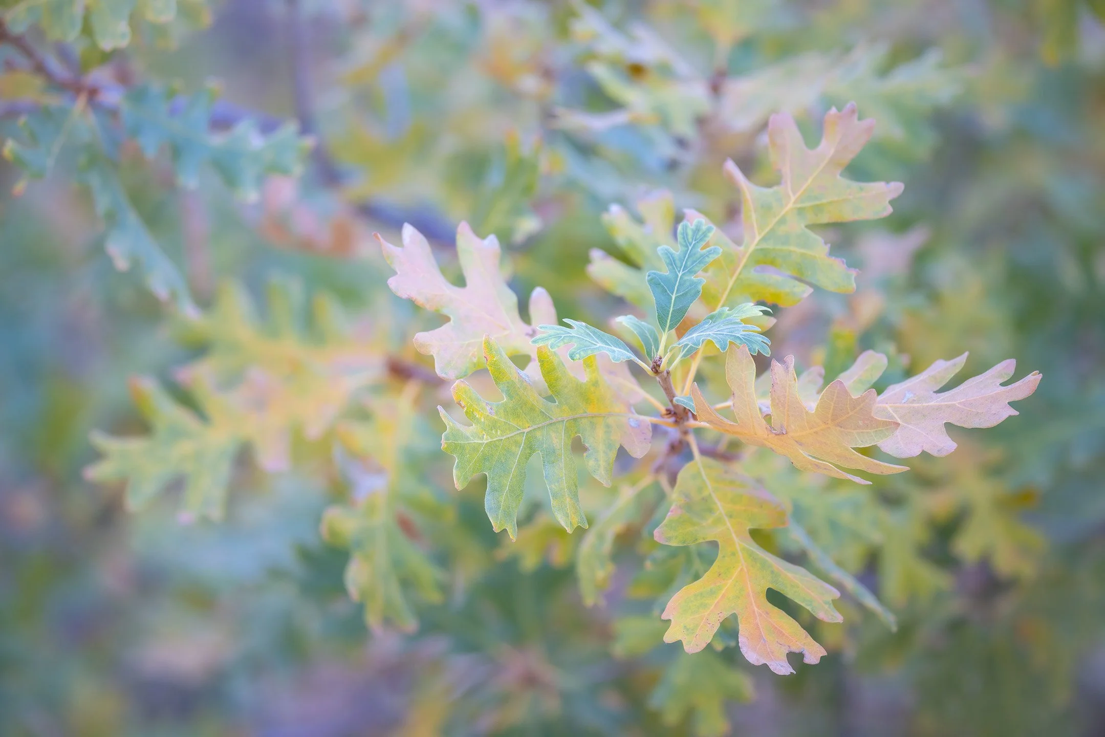 Close-up of oak tree leaves in autumn with green, yellow, and purple hues, some of which are turning color.