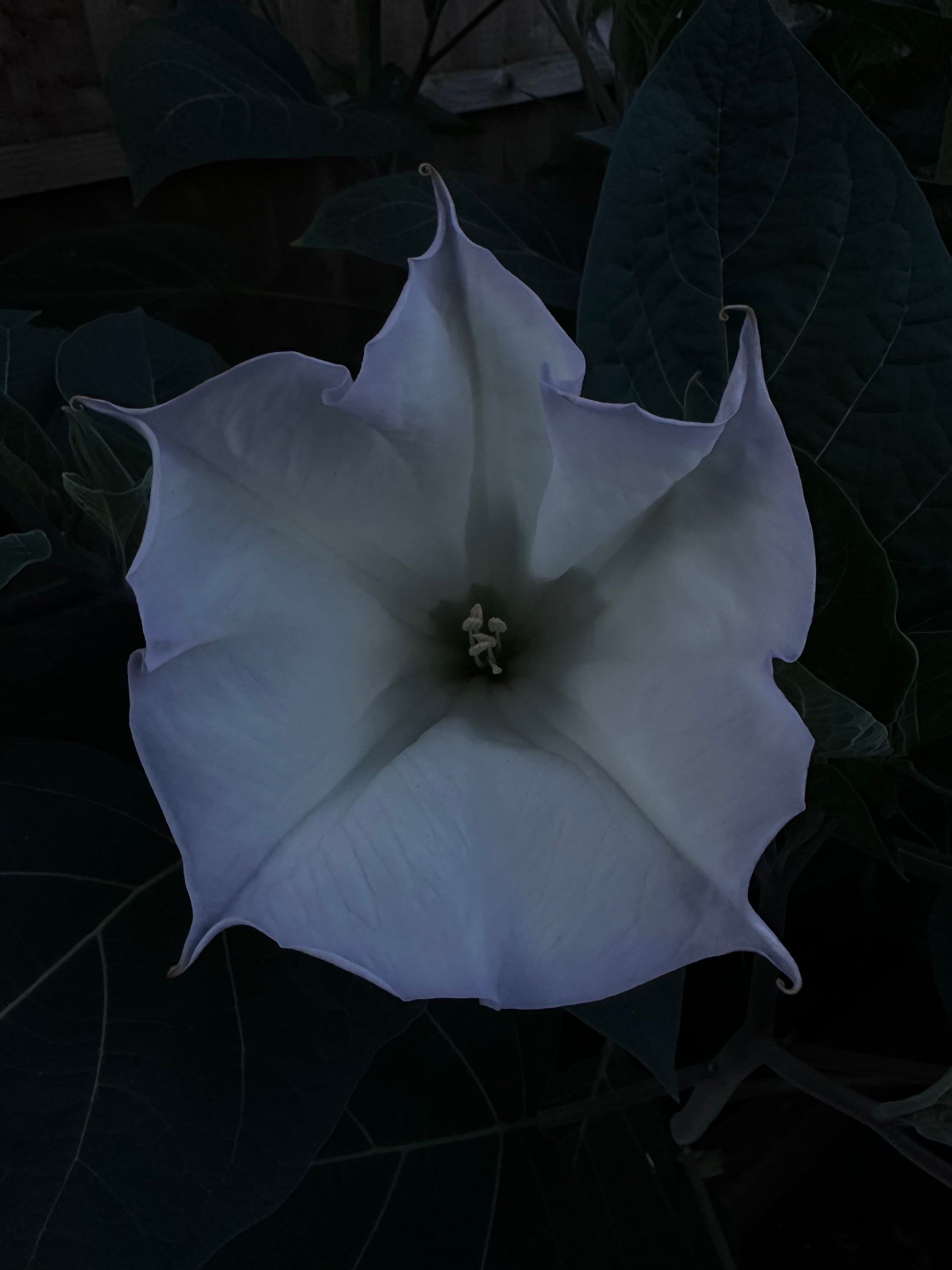 https://i.etsystatic.com/23504891/r/il/7563c3/5296371773/il_fullxfull.5296371773_bnoa.jpg