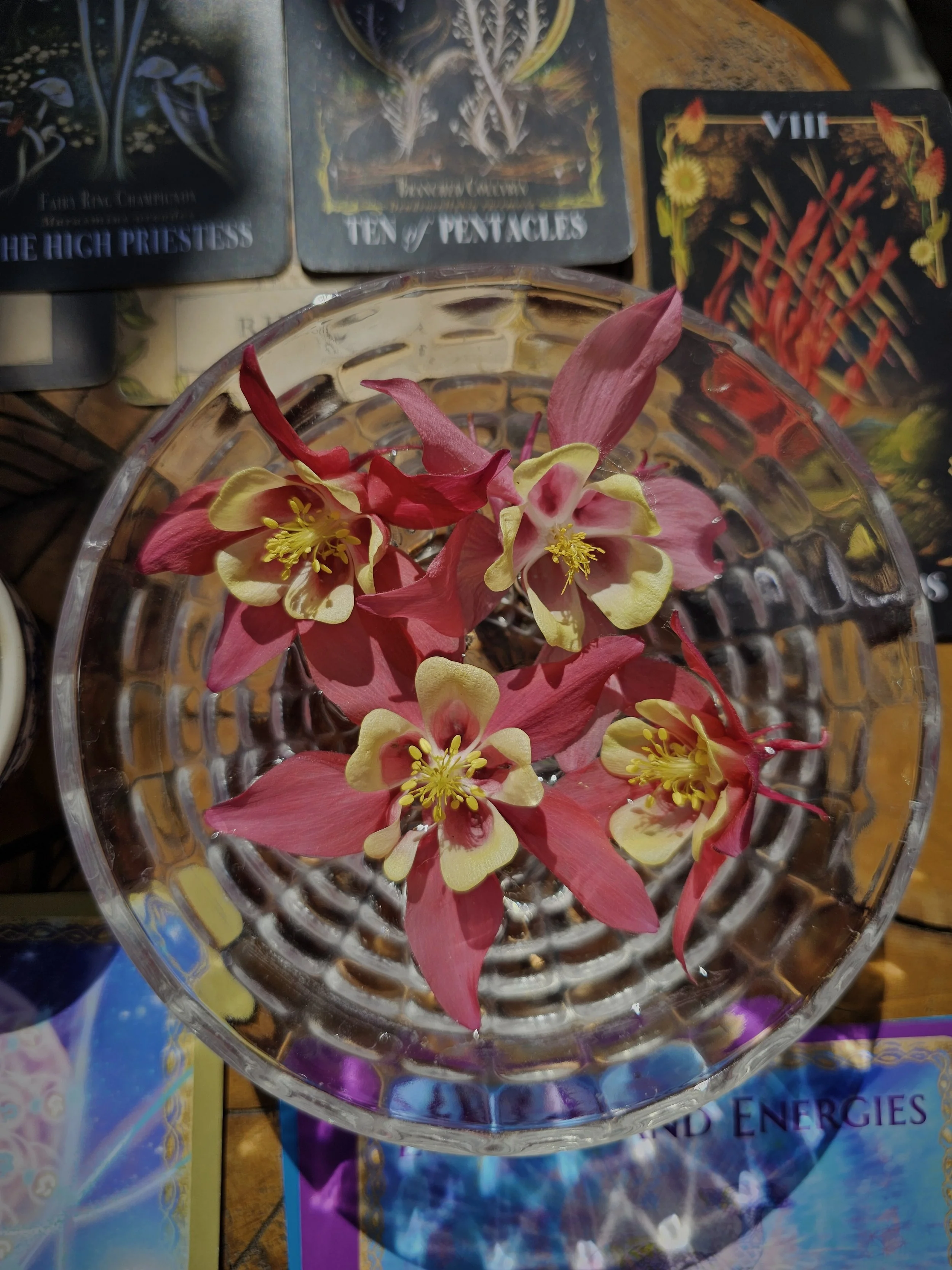 Orlik — Columbine Flower Essence // creative expression + authenticity + soul path