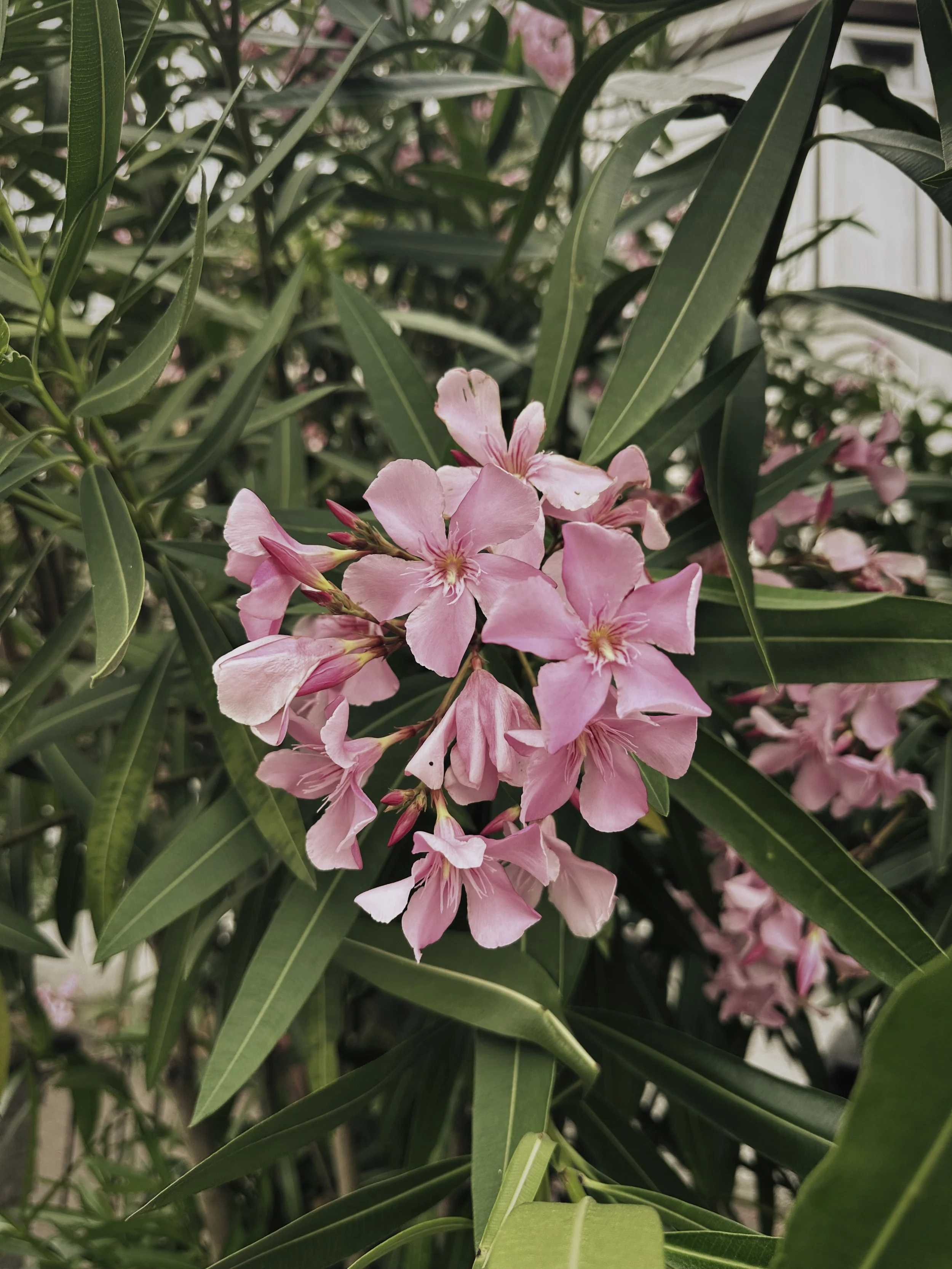 Oleander Flower Essence {Ancestral + Feminine Wisdom //  Trauma + Grief Medicine}