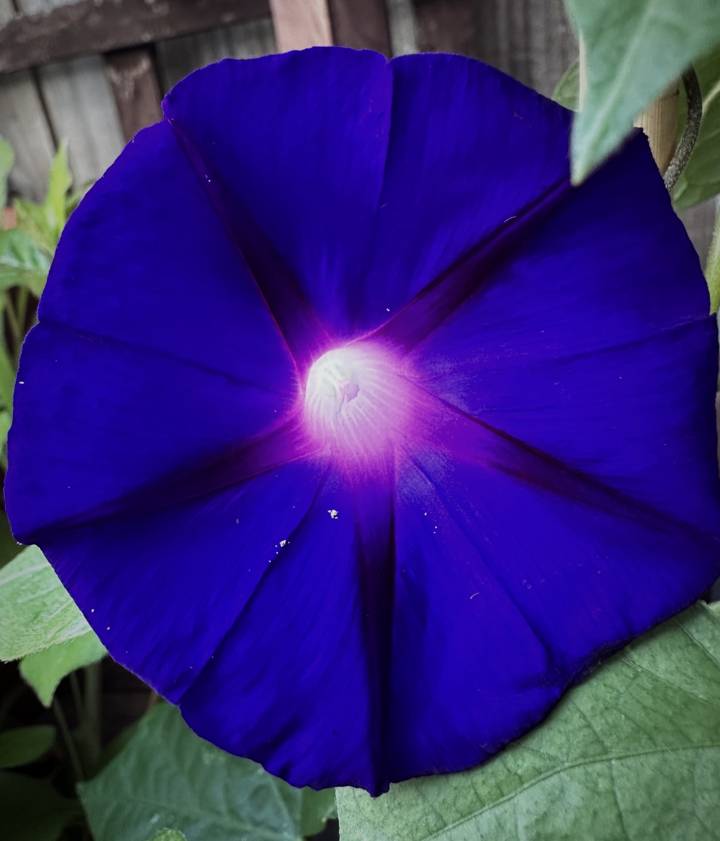 Morning Glory Spirit // Overcoming the Cycles of Pain + Suffering // Bringer of Light + Vitality