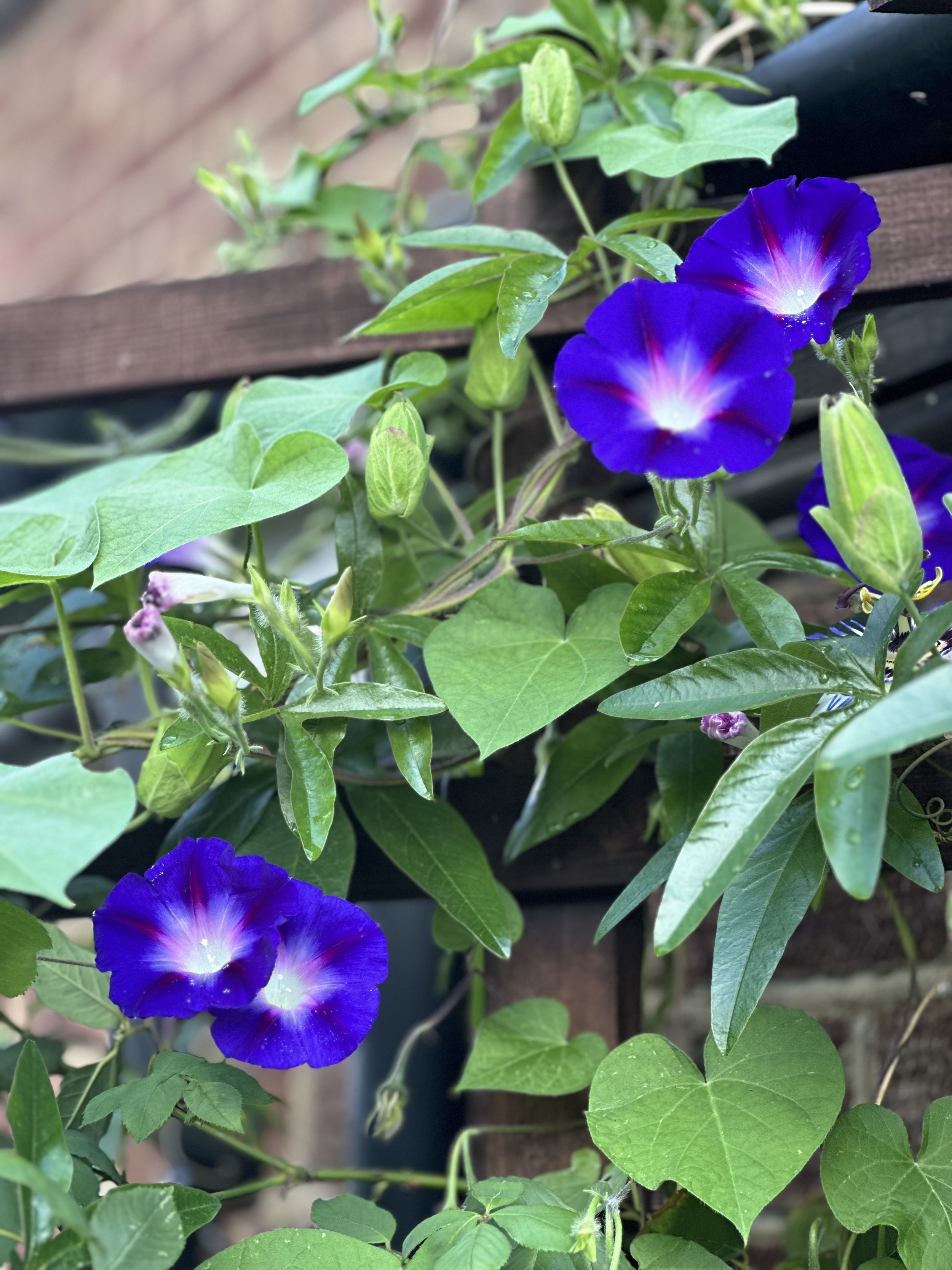 IMG_0151.jpeg