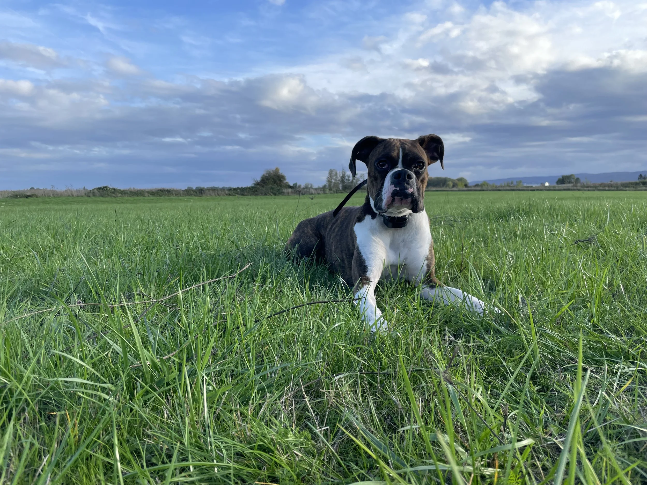 Obedience Training — Sauvie Island Kennels