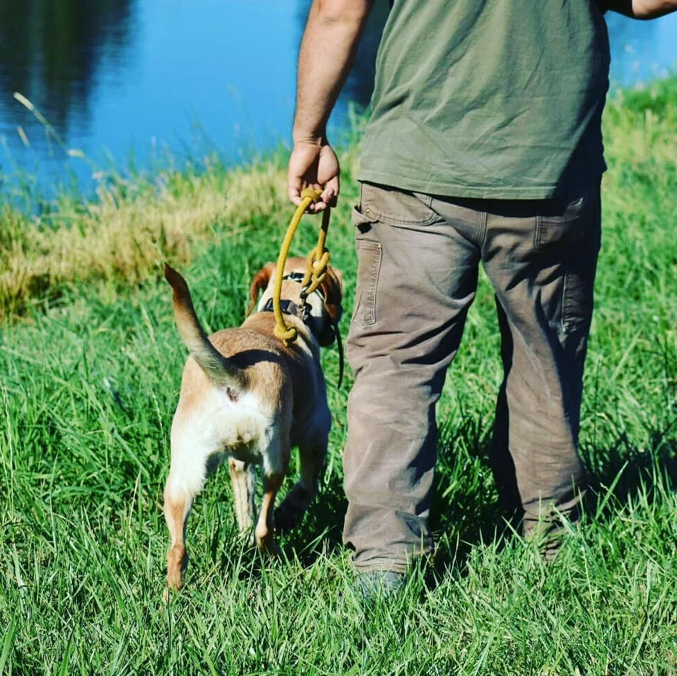 Obedience Training — Sauvie Island Kennels