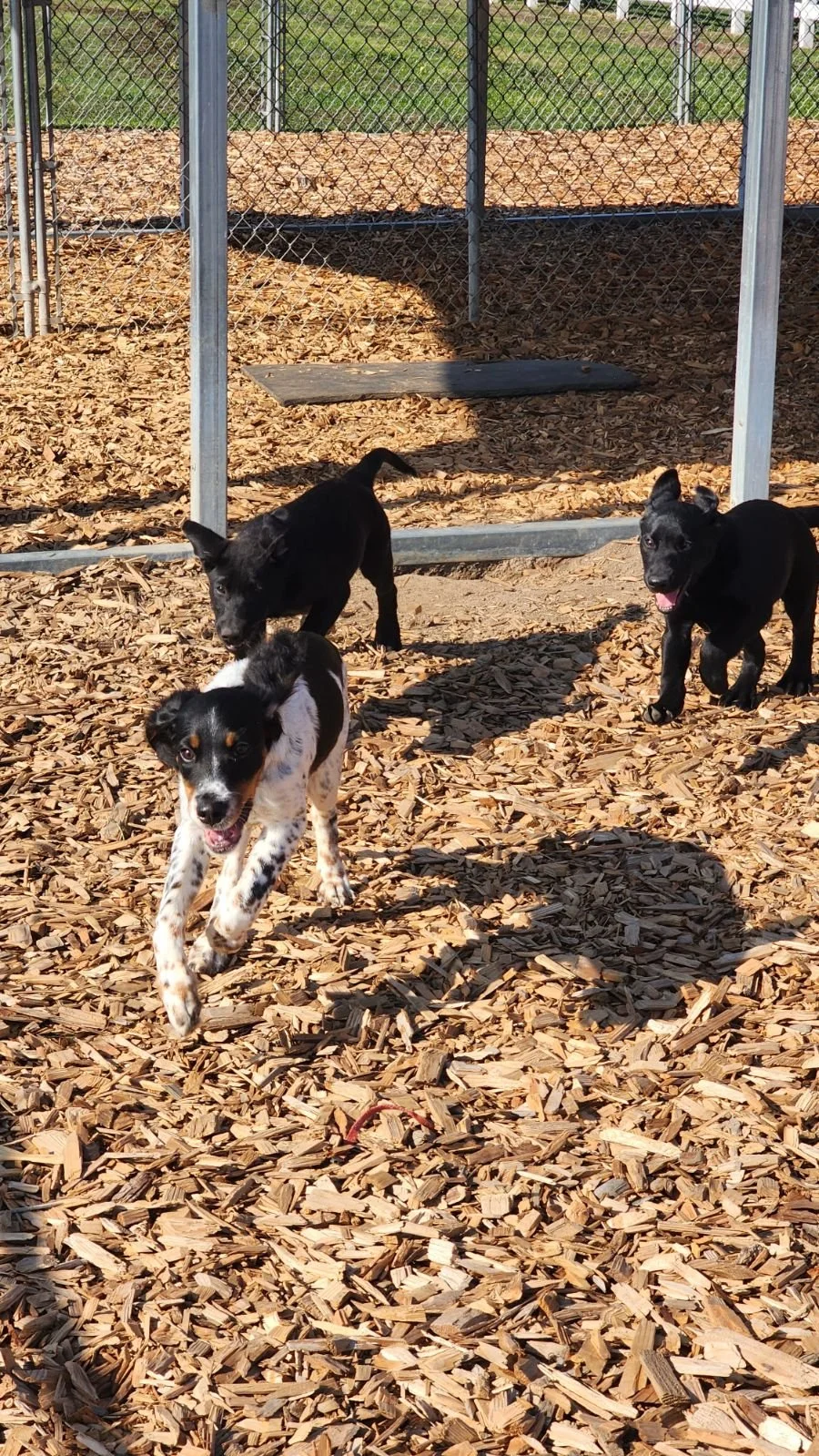 Dog Boarding — Sauvie Island Kennels