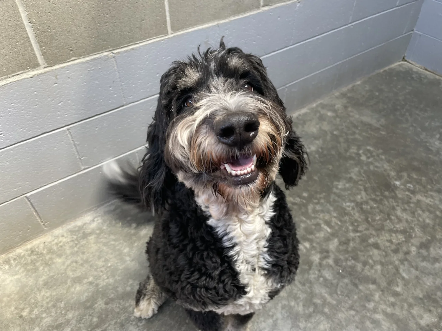 Dog Boarding — Sauvie Island Kennels