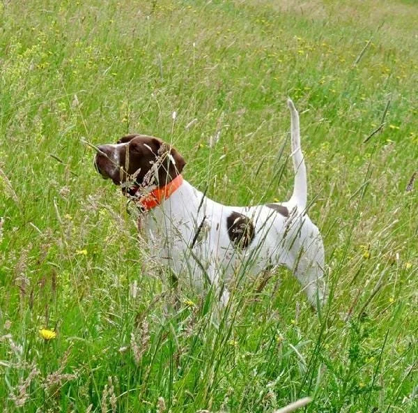 Sauvie Island Kennels