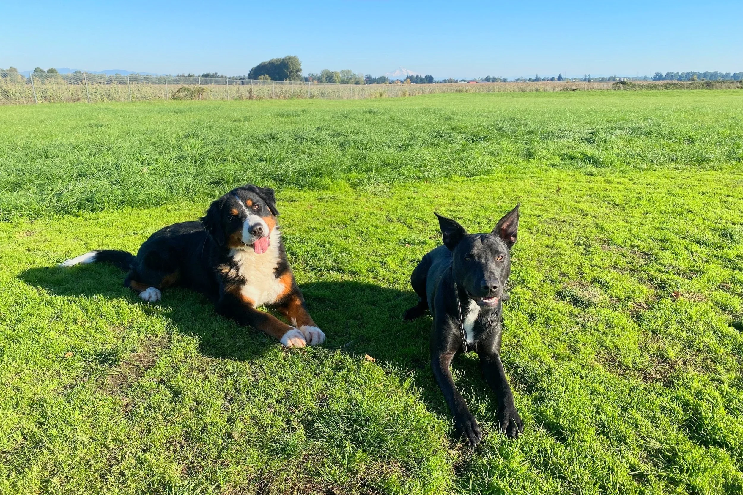 Sauvie Island Kennels