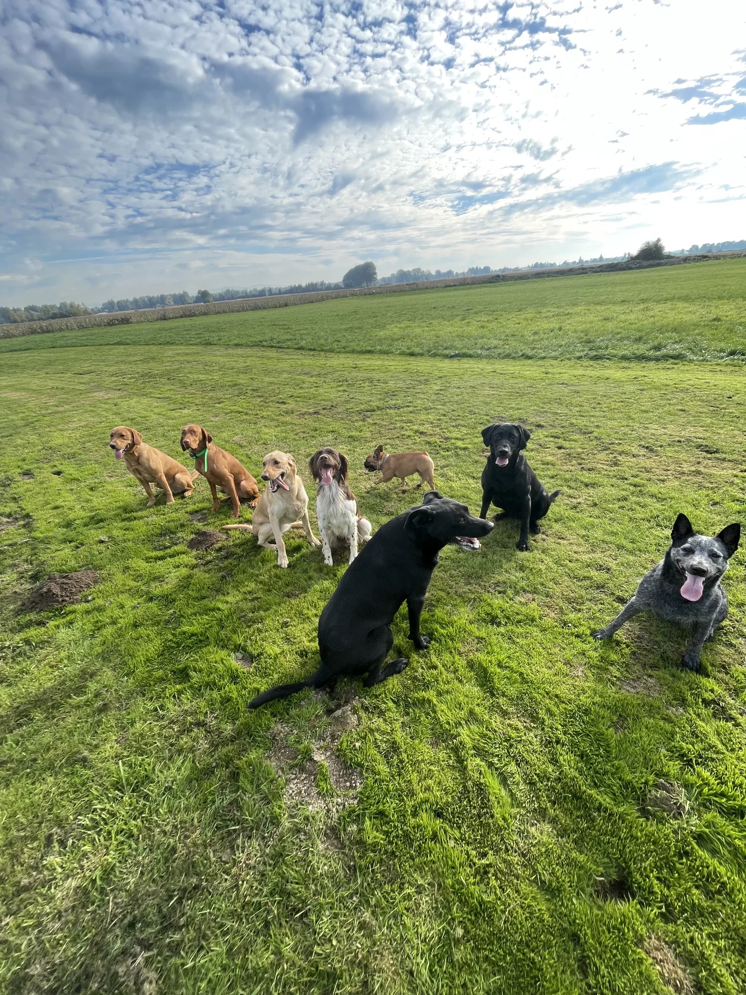 AKC Canine Good Citizen — Sauvie Island Kennels