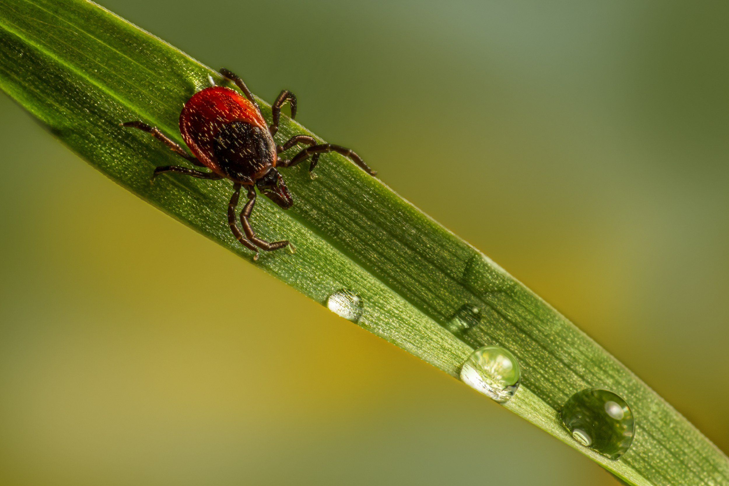 Found a Tick? Here’s What I Want You to Know