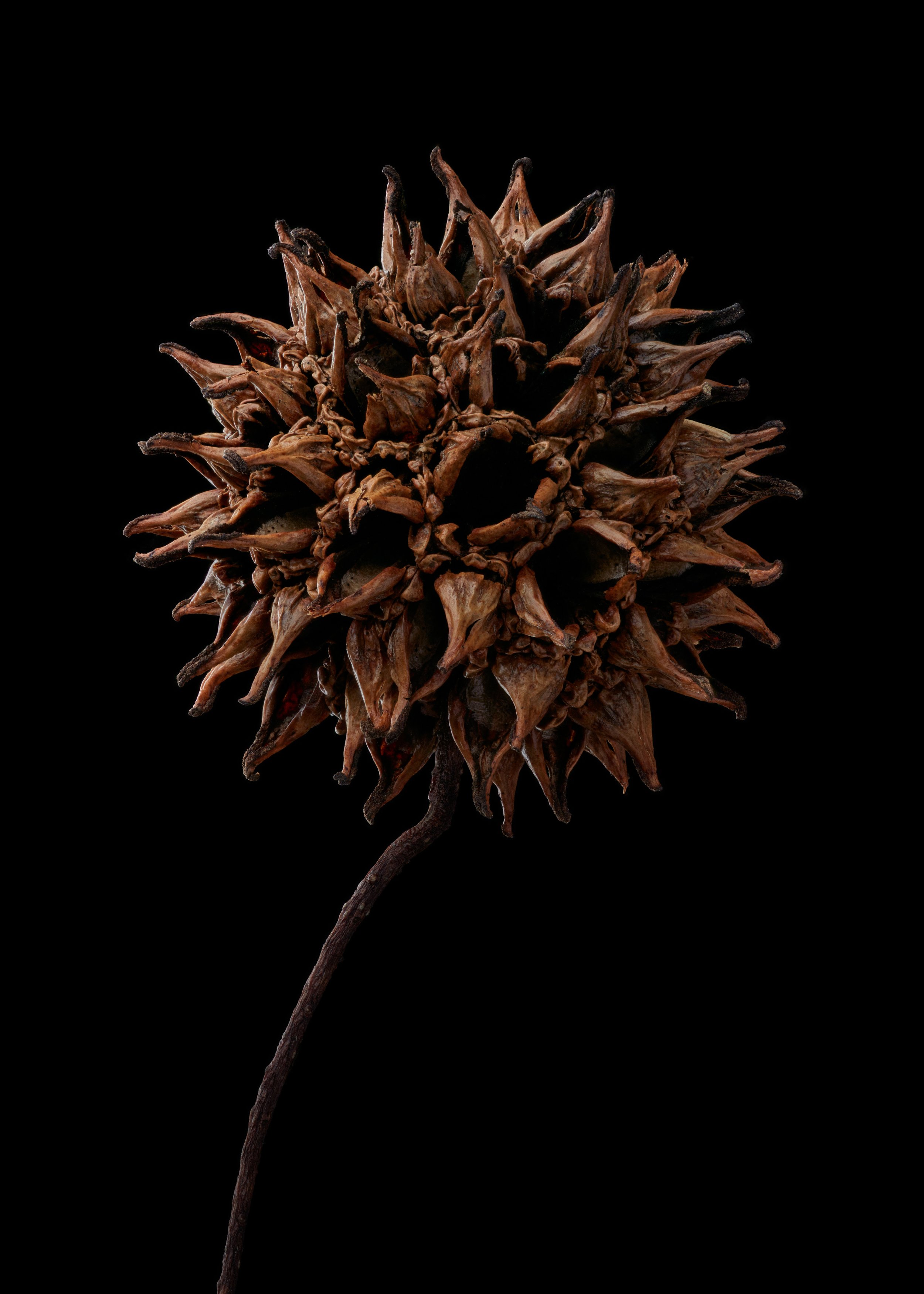 Litterfall No. 5 (Sweetgum Pod)