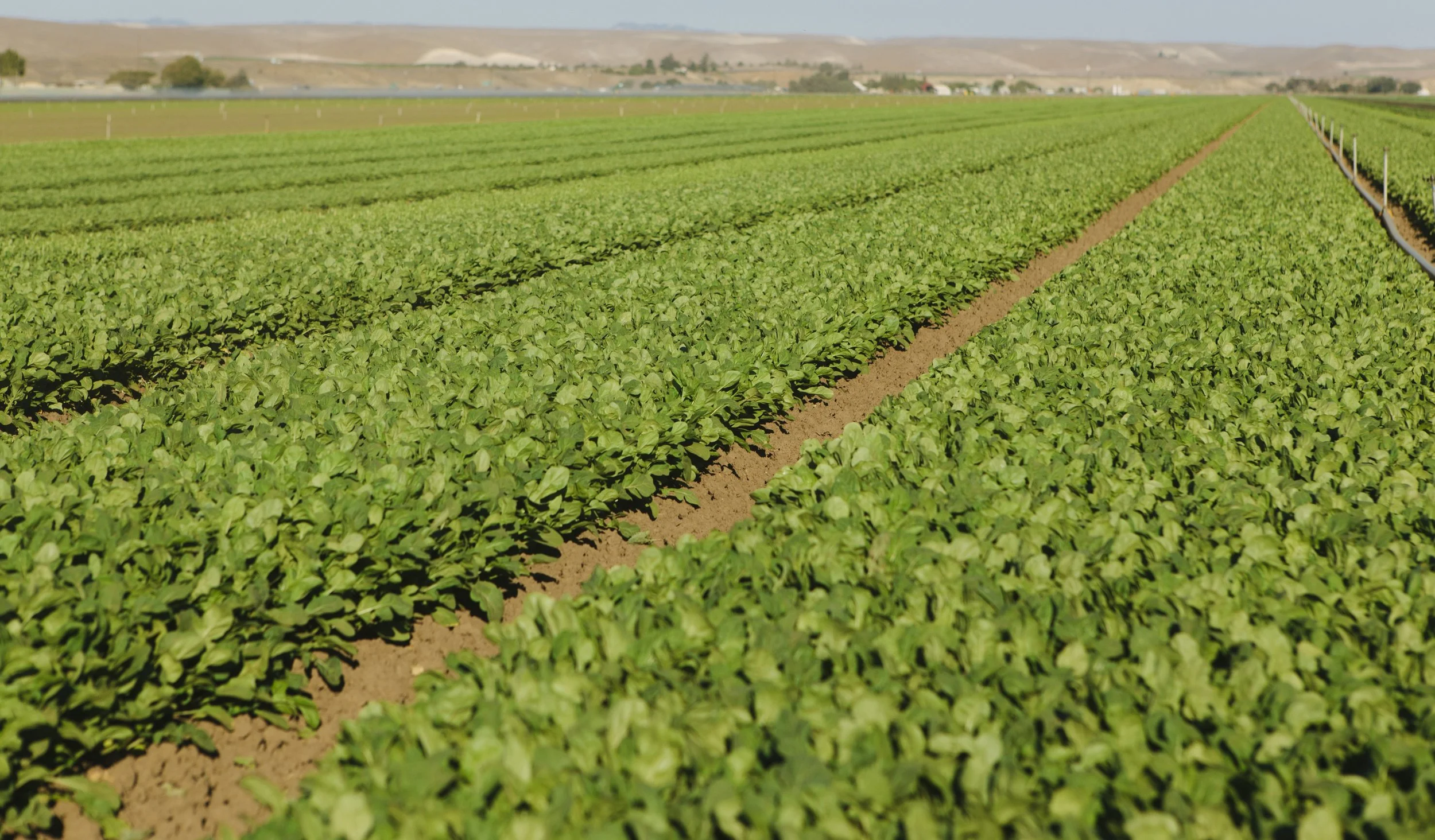 A New USDA Project and What It Means for Growers