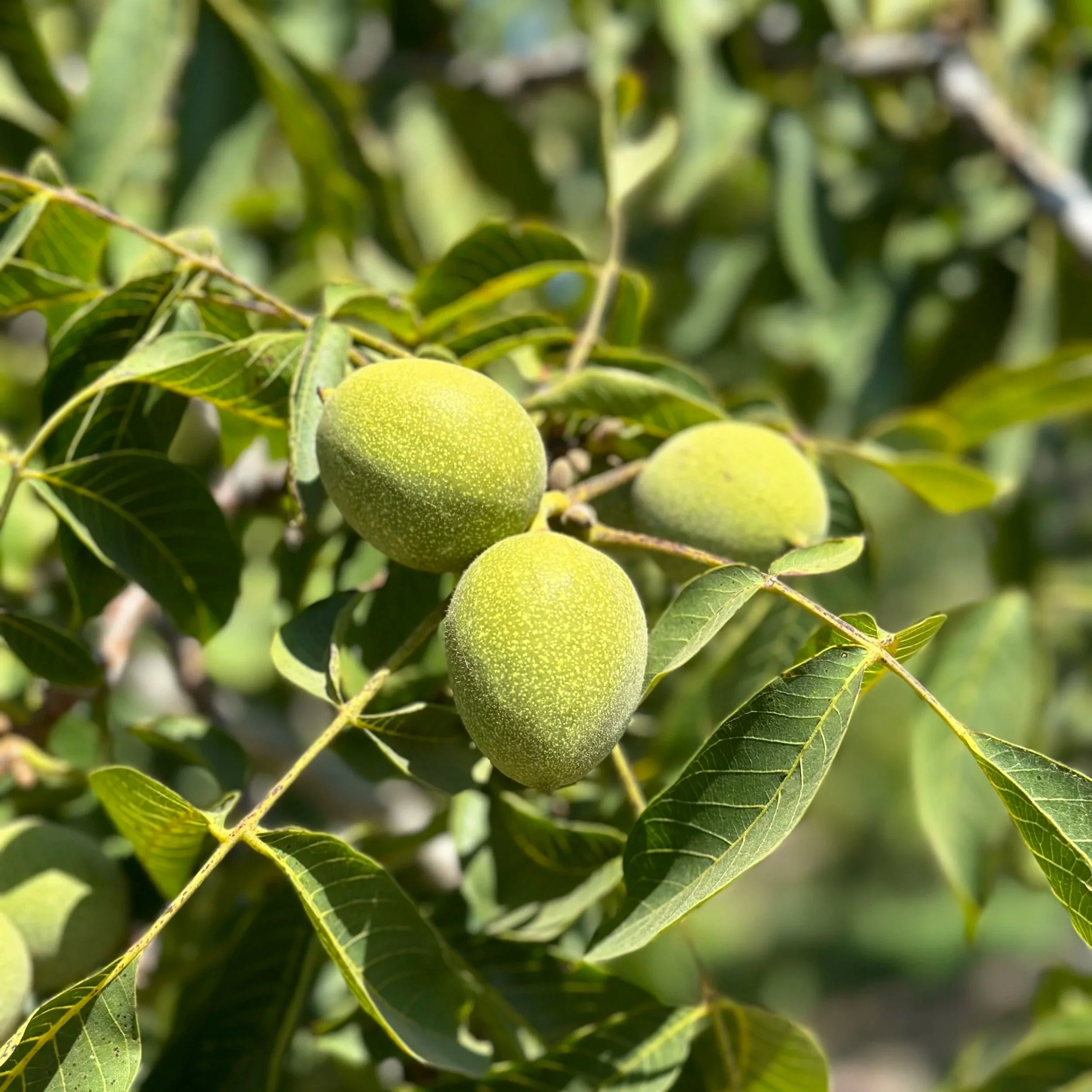 California Walnut Sustainable Water Management Session