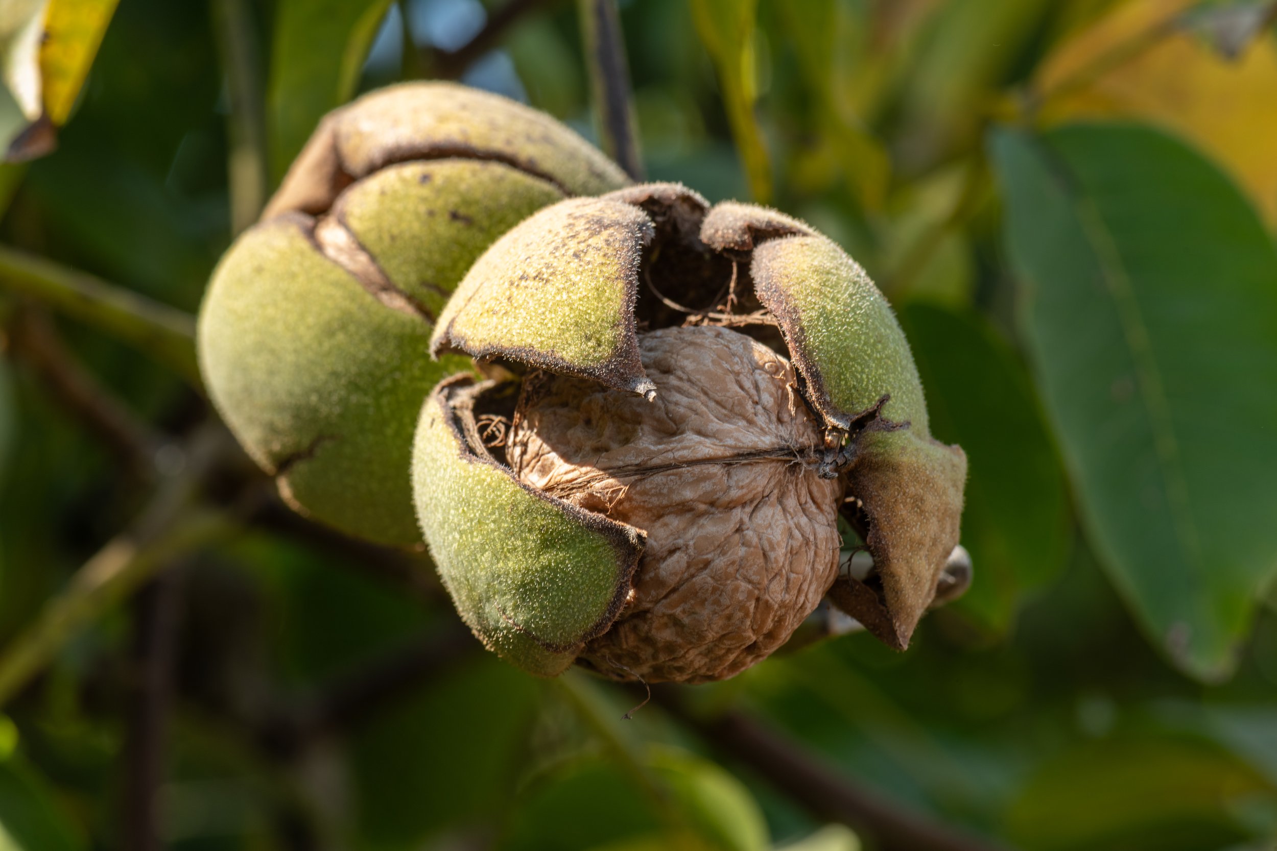 Building a Credible Sustainability Story for California Walnuts Starts With Data