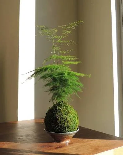 Kokedama 