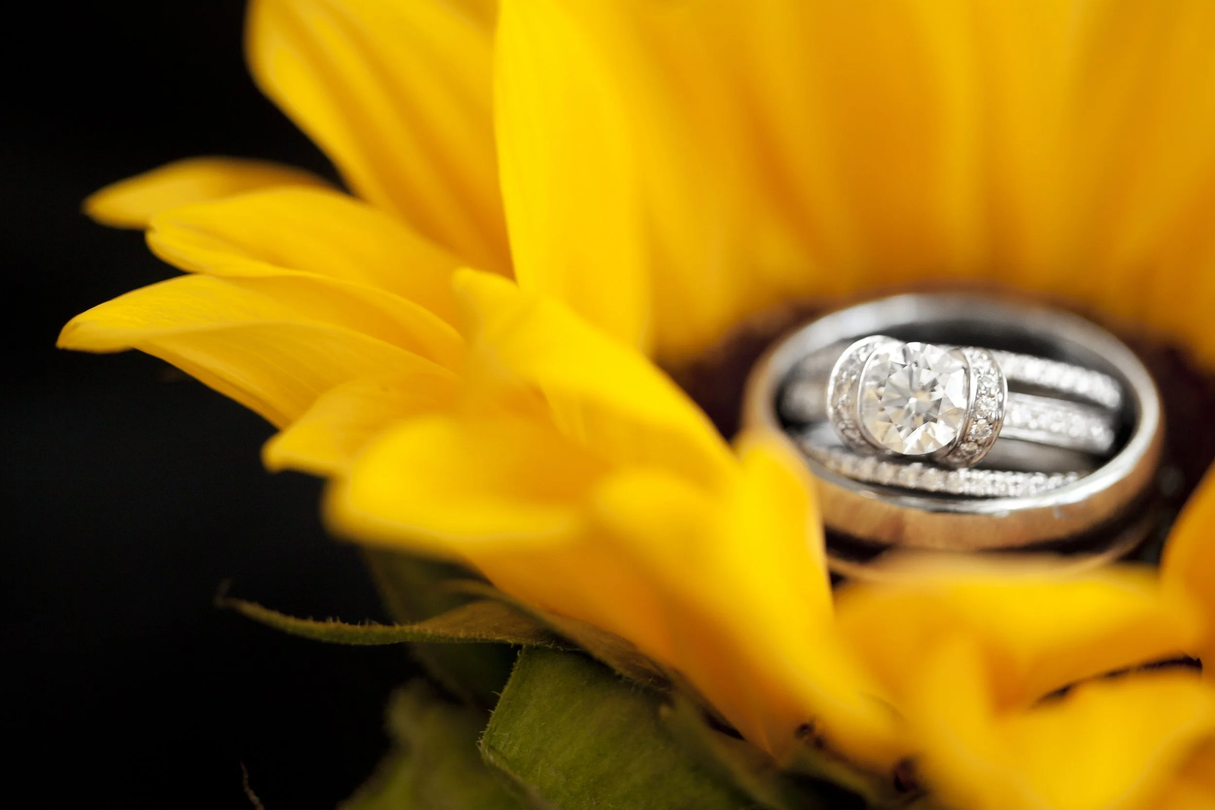 Close-up of a sunflower with a diamond engagement ring and wedding band resting inside the flower.
