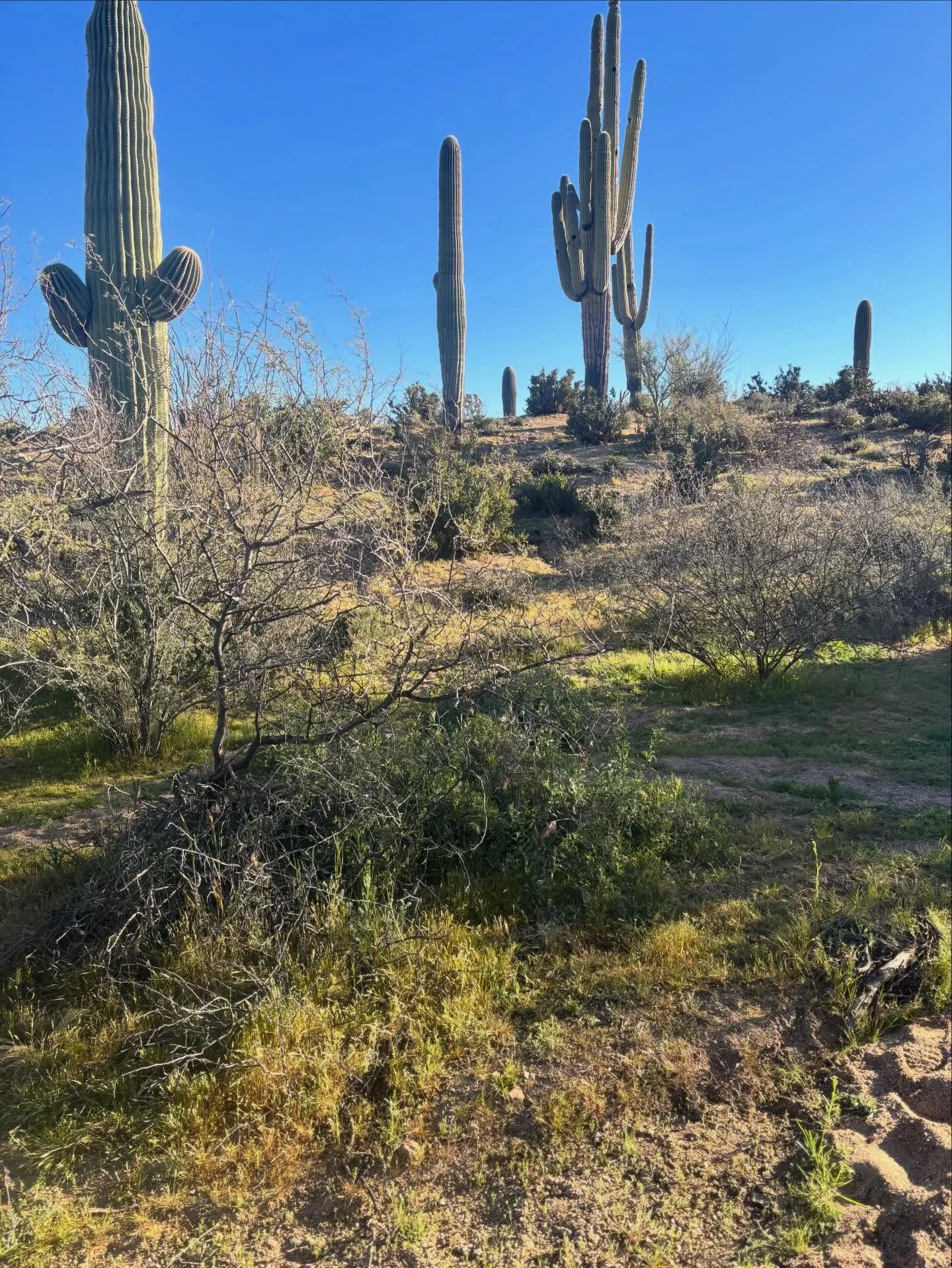 Sonoran desert plants. Here are some of my desert plant friends. ❤️🌵