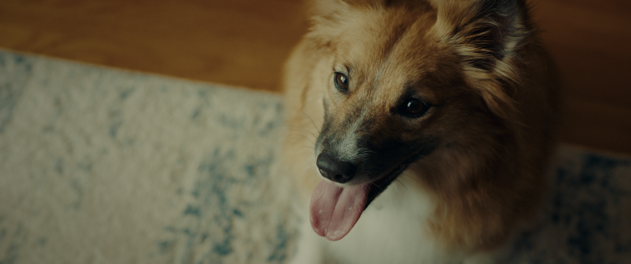 DOGMOM V1_1.117.1.png