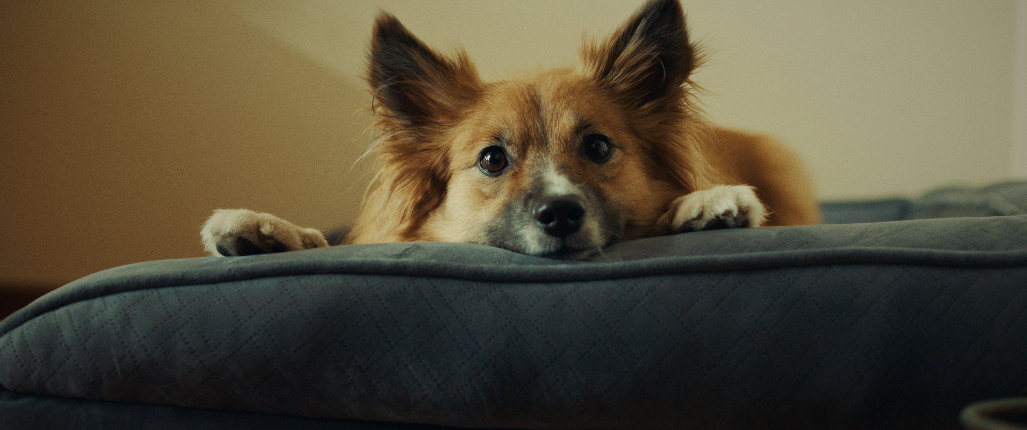 DOGMOM V1_1.91.1.png