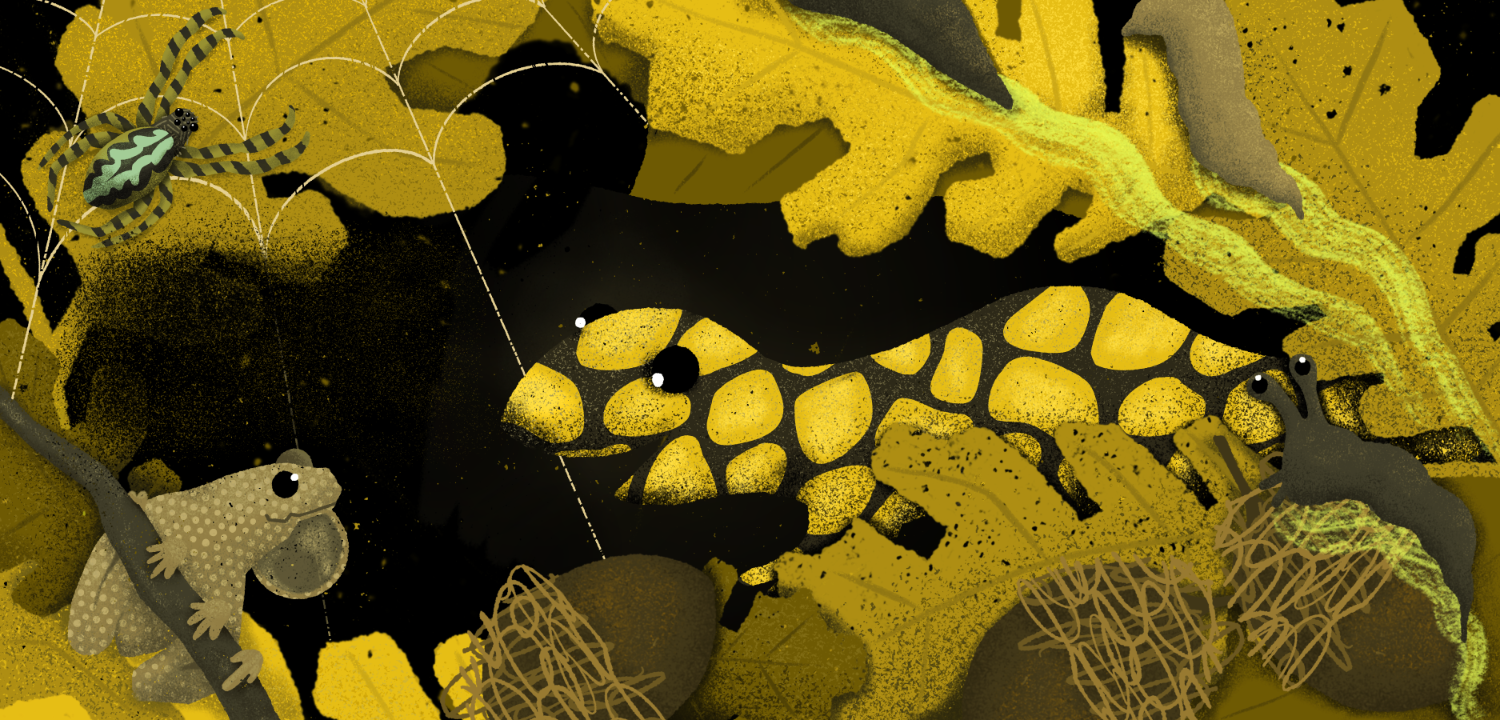 Children's book illustration spread featuring spider, frog, salamander and slugs living in oak tree leaf litter.