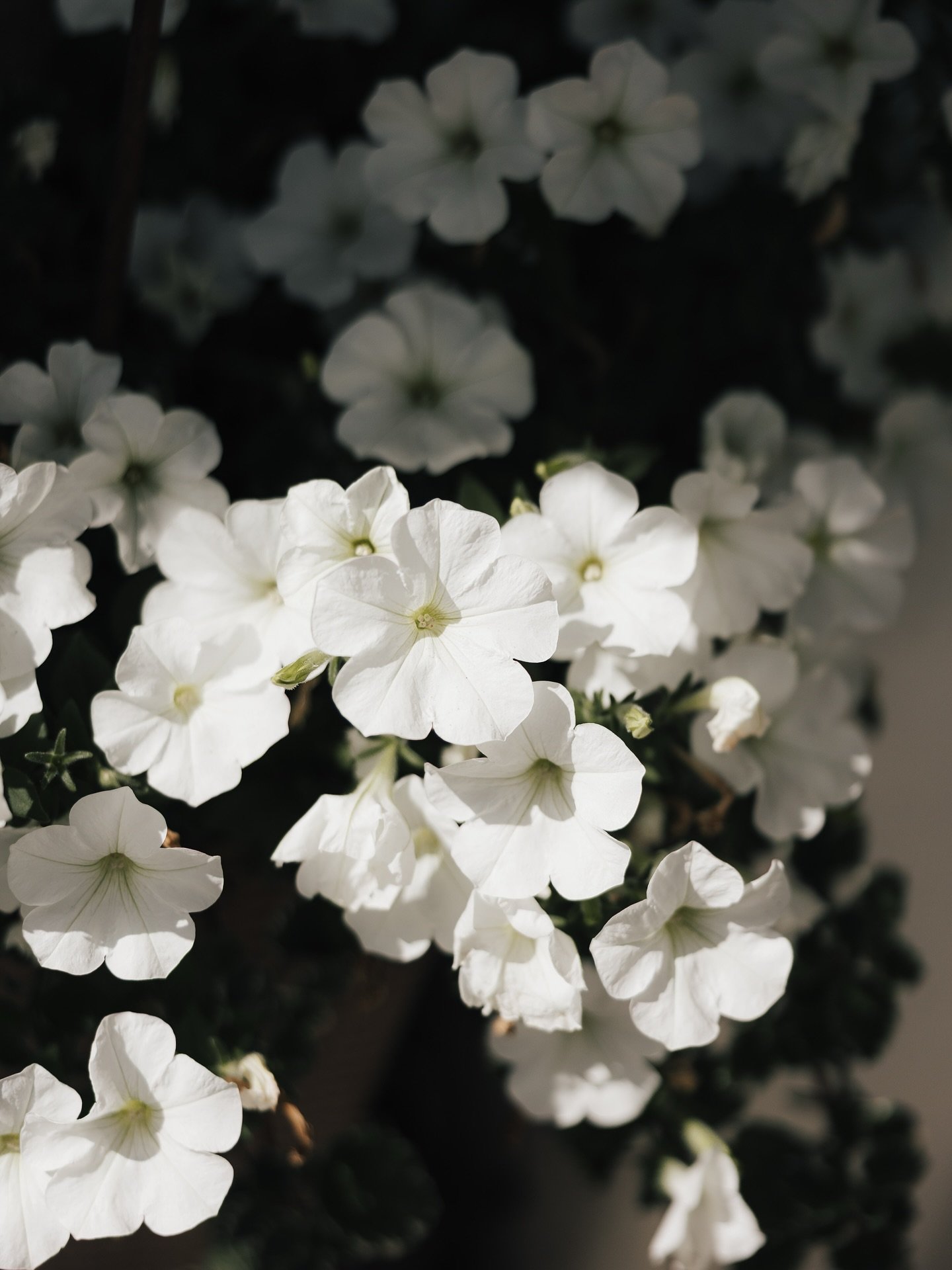 Flowers are too pretty not to have their own spot on the feed 🫶🏻