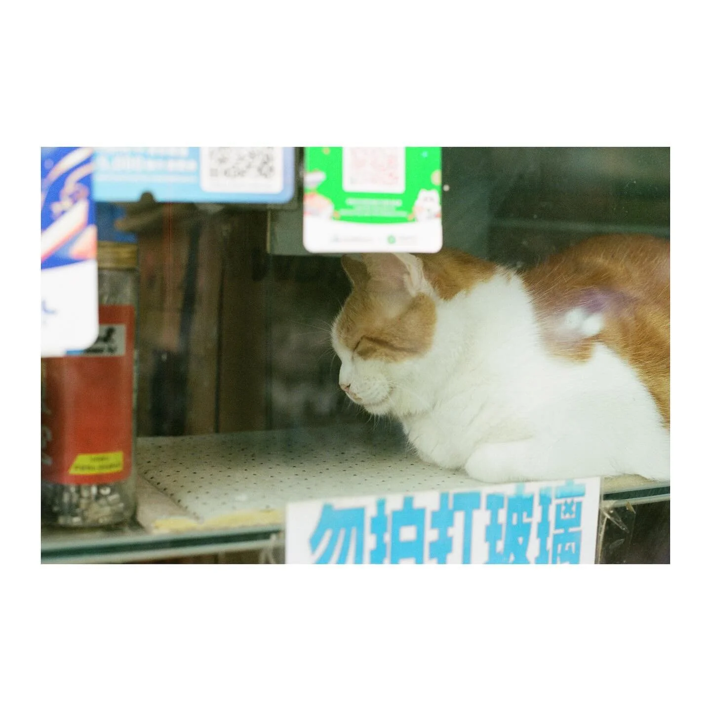 Nappy time- Shop meow

Leica R8
Leitz Summilux-R 50mm f/1.4 V1
Kodak Portra 400
D&amp;S @hk_camera