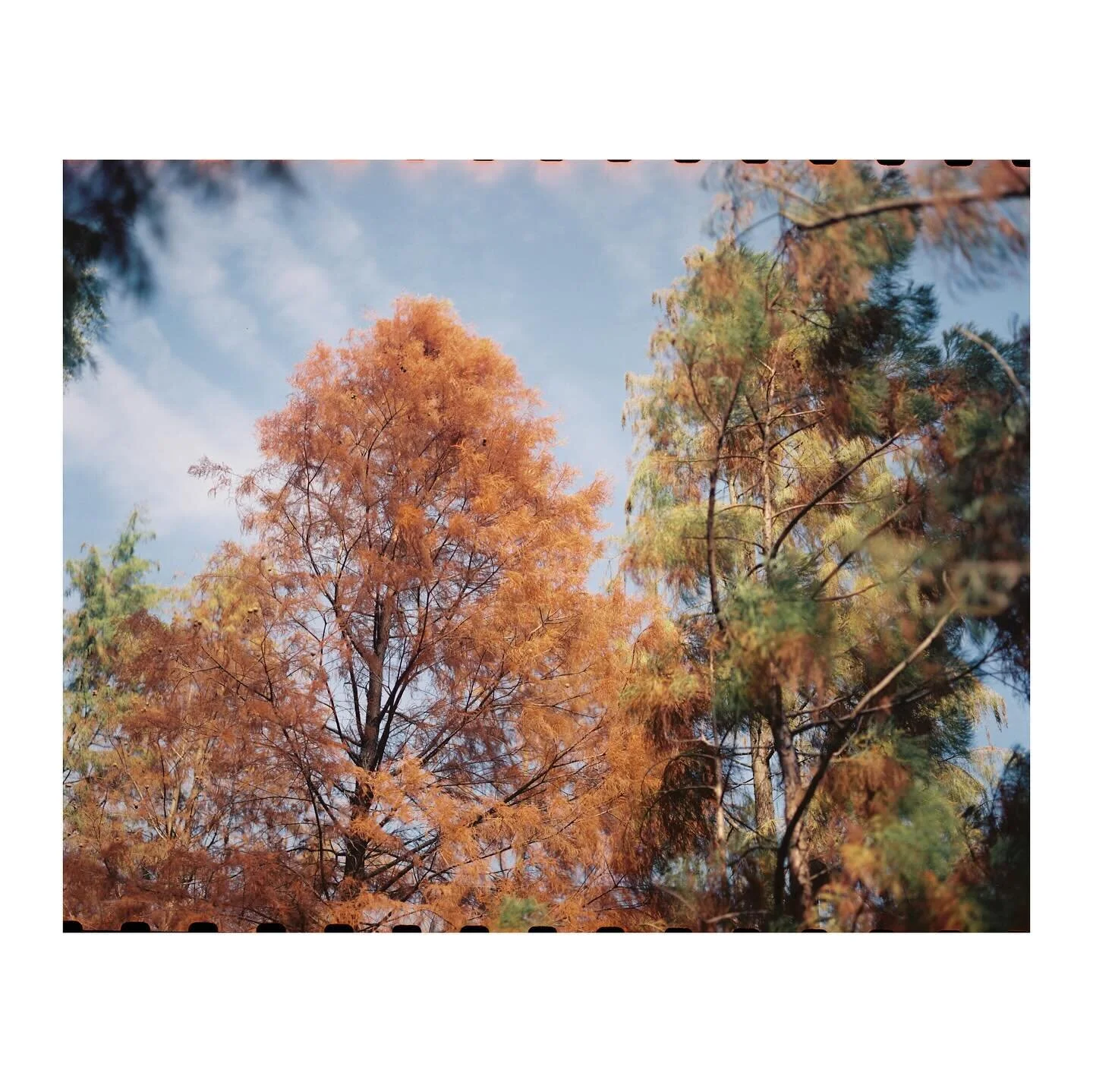 Pentax 6x7 MLU
Pentax Takumar 105mm f/2.4
Kodak Vision 3 250D
D&amp;S @photogoldenhk 

#naturephotography #filmisnotdead #filmphotography #kodak #kodakvision250d #pentax #pentax67 #mediumformat #localphotographer #hongkong