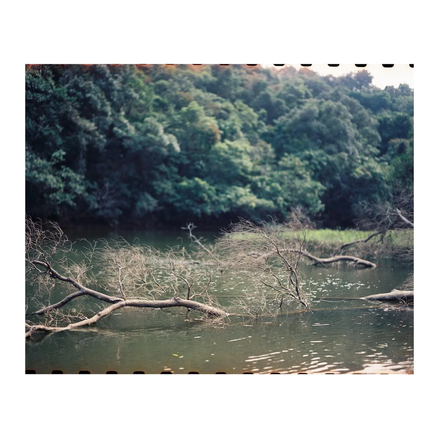 Pentax 6x7 MLU
Pentax Takumar 105mm f/2.4
Kodak Vision 3 250D
D&amp;S @photogoldenhk 

#naturephotography #filmisnotdead #filmphotography #kodak #kodakvision250d #pentax #pentax67 #mediumformat #localphotographer #hongkong