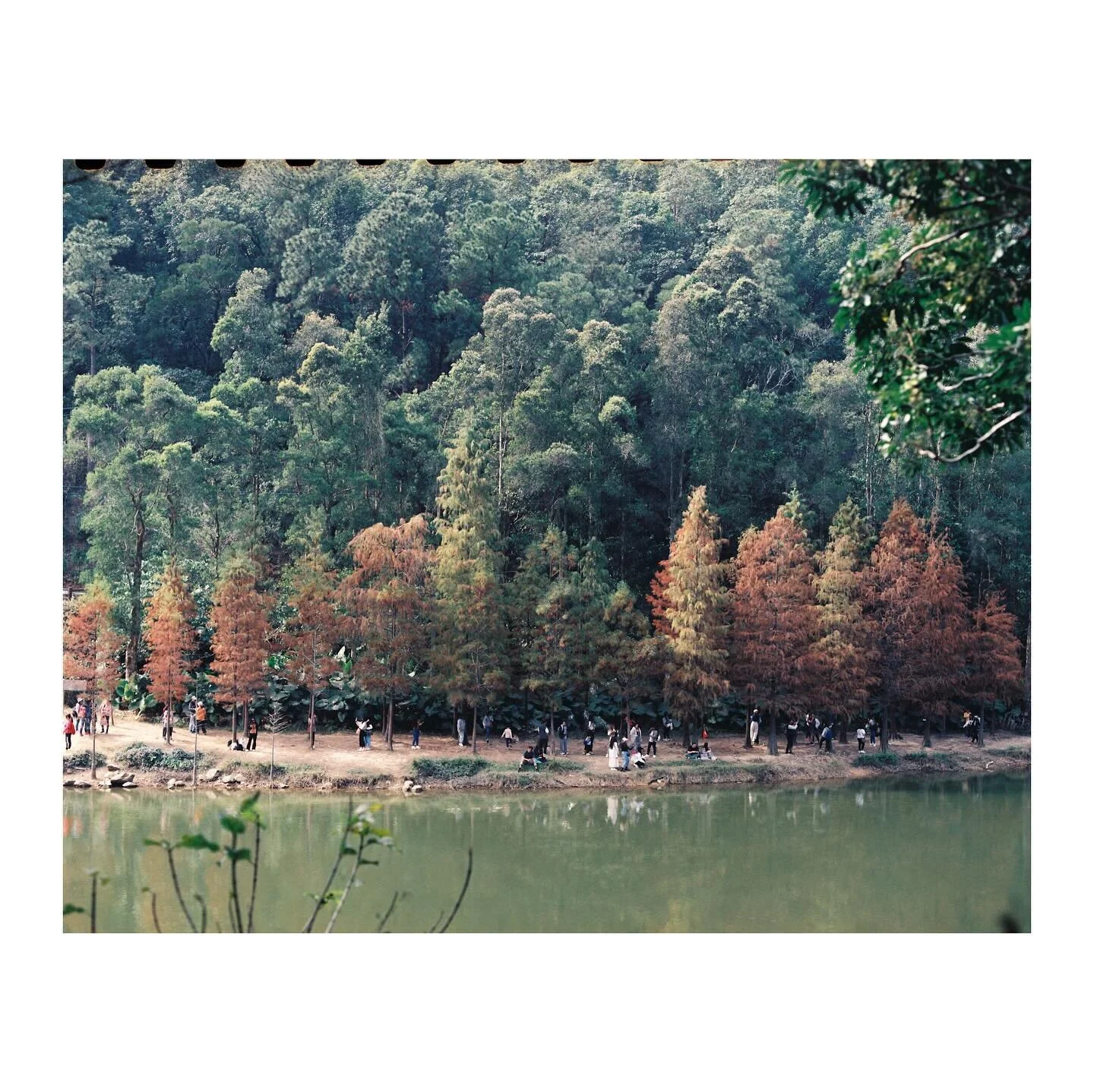 Pentax 6x7 MLU
Carl Zeiss Jena Sonnar 180mm f/2.8
Kodak Vision 3 250D
D&amp;S @photogoldenhk 

#naturephotography #filmisnotdead #filmphotography #kodak #kodakvision250d #pentax #pentax67 #mediumformat #localphotographer #hongkong